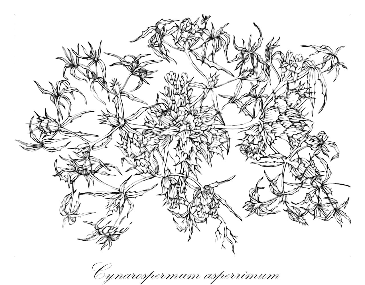 Cynarospermum asperrimum - Acanthaceae,Plantae,Pteridobiotina,Angiosperms,Lamiales,Acanthaceae,Cynarospermum,Cynarospermum asperrimum,Blepharis asperrima, Justicia aspera
