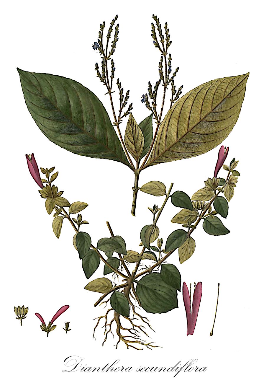 Dianthera secundiflora - Acanthaceae,Plantae,Pteridobiotina,Angiosperms,Lamiales,Acanthaceae,Dianthera,Dianthera secundiflora,Justicia secundiflora, Justicia secundiflora, Leptostachya secundiflora