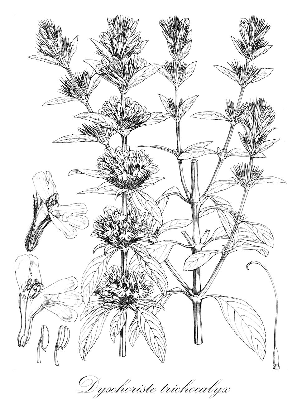 Dyschoriste trichocalyx - Acanthaceae,Plantae,Pteridobiotina,Angiosperms,Lamiales,Acanthaceae,Dyschoriste,Dyschoriste trichocalyx,Calophanes trichocalyx