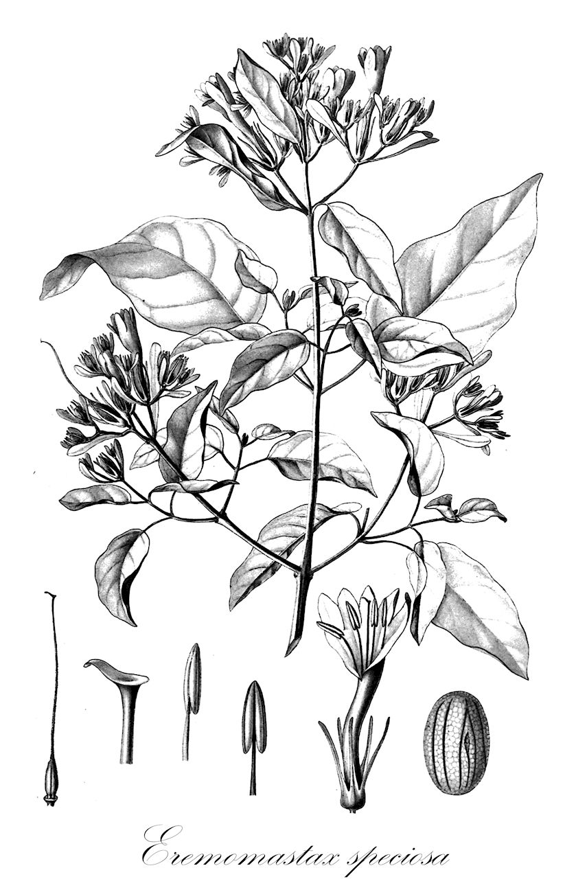 Eremomastax speciosa - Acanthaceae,Plantae,Pteridobiotina,Angiosperms,Lamiales,Acanthaceae,Eremomastax,Eremomastax speciosa,Eremomastax crossandriflora, Eremomastax polysperma, Paulo-wilhelmia decaryi, Paulowilhelmia elata, Paulo-wilhelmia elata, Paulo-wilhelmia glabra, Paulo-wilhelmia glabra, Paulo-wilhelmia polysperma, Paulowilhelmia pubescens, Paulo-wilhelmia pubescens, Paulo-wilhelmia sclerochiton, Paulo-wilhelmia sclerochiton, Paulo-wilhelmia speciosa, Paulo-wilhelmia togoensis, Ruellia sclerochiton