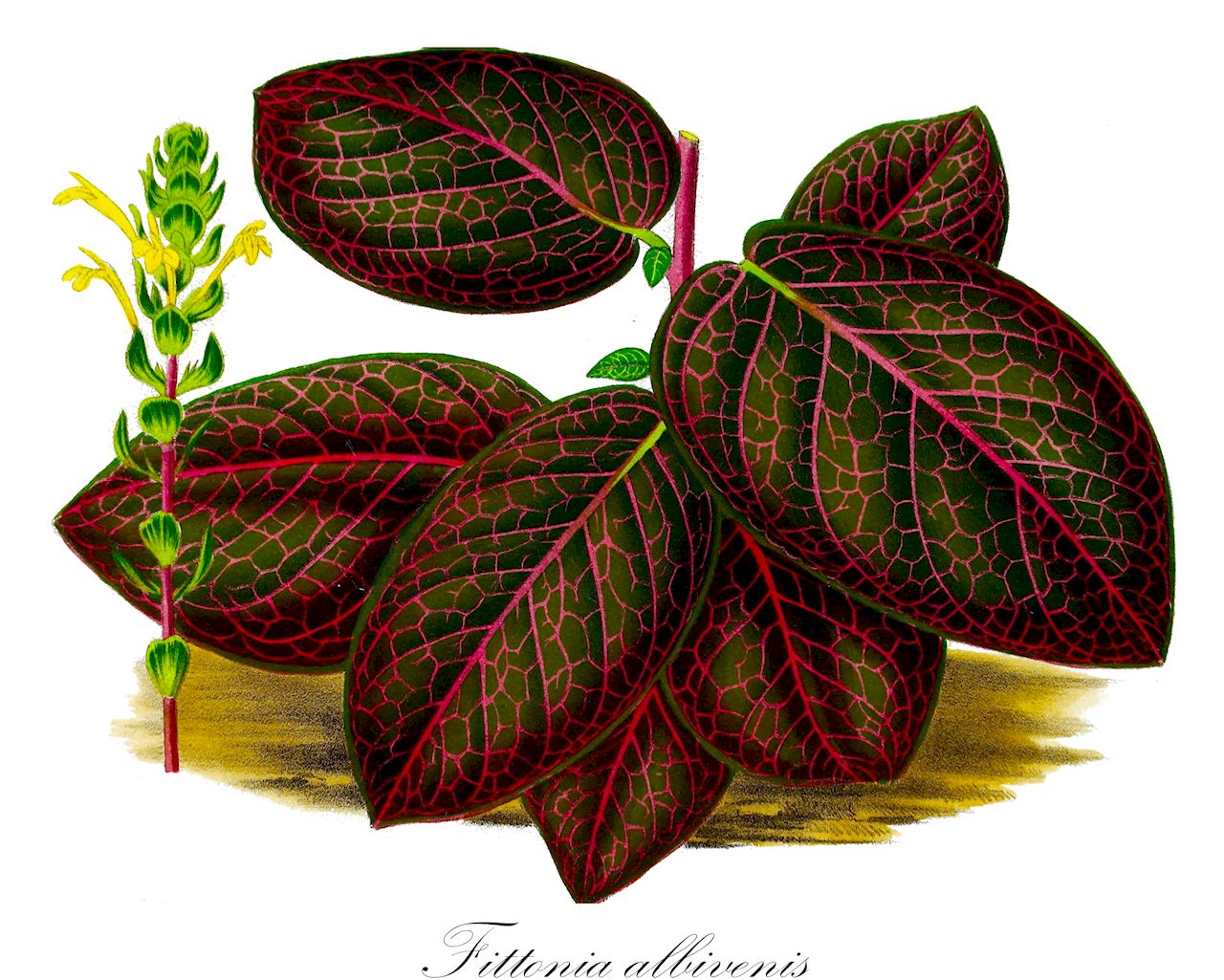 Fittonia albivenis - Acanthaceae,Plantae,Pteridobiotina,Angiosperms,Lamiales,Acanthaceae,Fittonia,Fittonia albivenis,Adelaster albivenis, Adelaster albovenosus, Eranthemum rubronervium, Eranthemum rubrovenium, Eranthemum verschaffeltii, Fittonia argyroneura, Fittonia metallica, Fittonia pearcei, Fittonia verschaffeltii, Fittonia verschaffeltii f. argyroneura, Fittonia verschaffeltii var. argyroneura, Gymnostachyum argyroneurum, Gymnostachyum pearcei, Gymnostachyum verschaffeltii