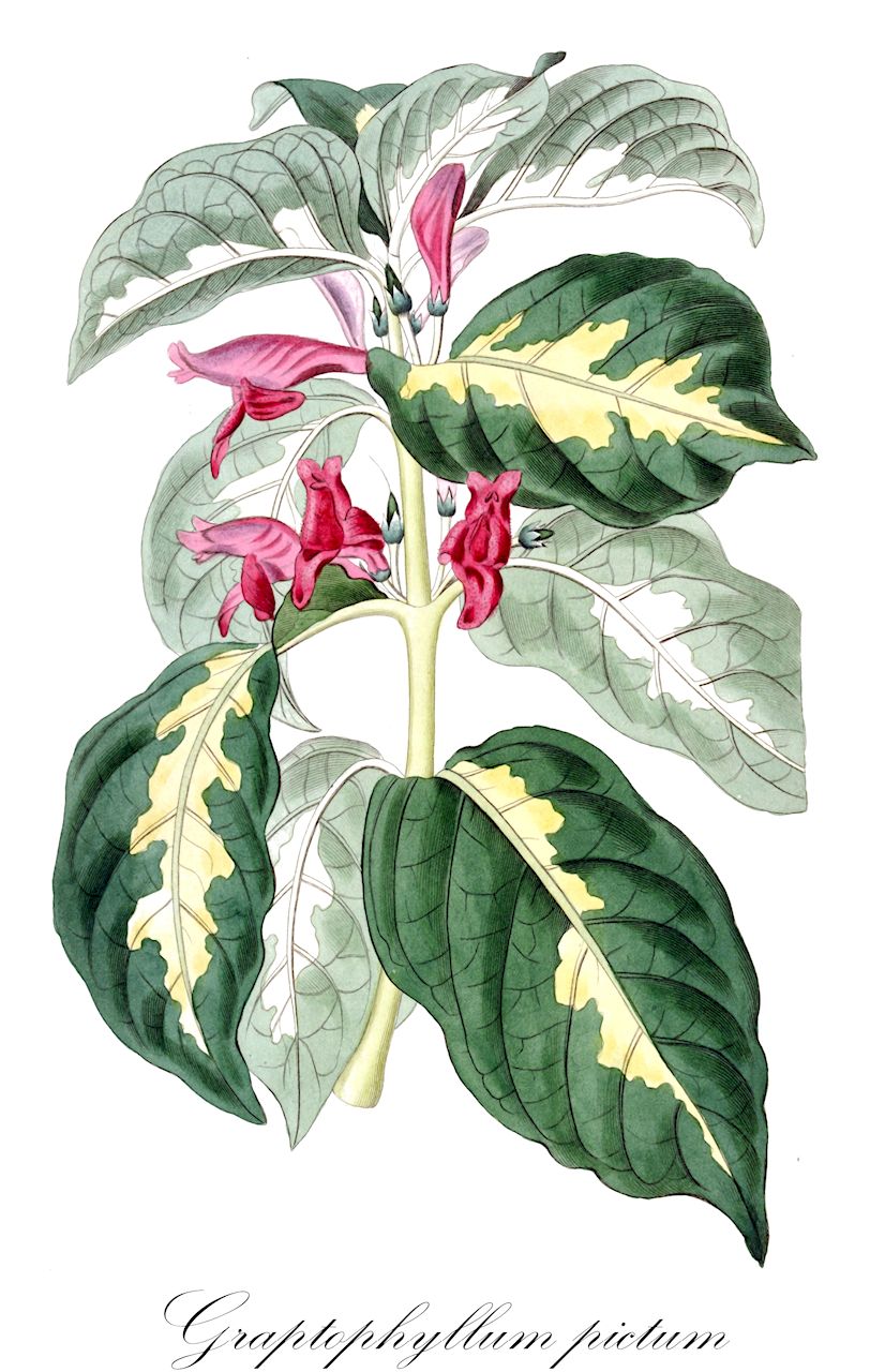 Graptophyllum pictum - Acanthaceae,Plantae,Pteridobiotina,Angiosperms,Lamiales,Acanthaceae,Graptophyllum,Graptophyllum pictum,Graptophyllum hortense, Graptophyllum hortense var. luridosanguineum, Graptophyllum hortense var. rubrum, Graptophyllum hortense var. viride, Graptophyllum medioauratum, Graptophyllum nortonii, Graptophyllum pictum var. album, Graptophyllum pictum var. luridosanguineum, Graptophyllum pictum var. luridosanguineum, Graptophyllum pictum var. viride, Graptophyllum picturatum, Graptophyllum versicolor, Justicia carayana, Justicia klotzschiana, Justicia nitida, Justicia picta, Justicia picta var. luridosanguinea, Justicia violacea, Marama picta,Graptophyllum