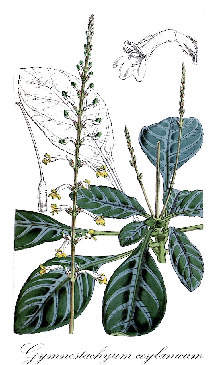 Gymnostachyum ceylanicum - Acanthaceae,Plantae,Pteridobiotina,Angiosperms,Lamiales,Acanthaceae,Gymnostachyum,Gymnostachyum ceylanicum,Cryptophragmium ceylanicum