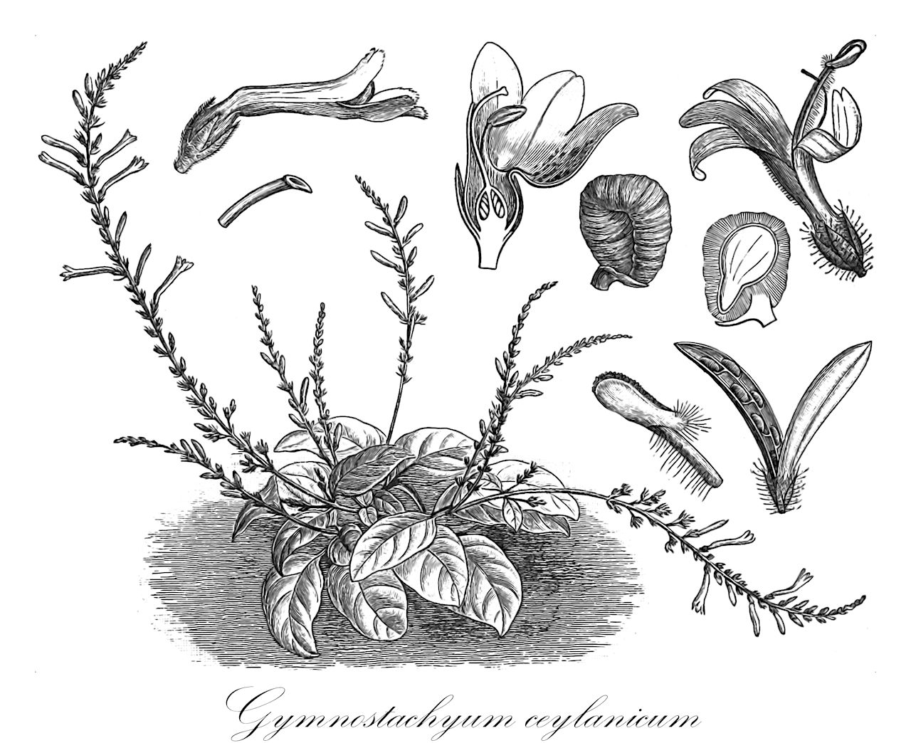 Gymnostachyum ceylanicum - Acanthaceae,Plantae,Pteridobiotina,Angiosperms,Lamiales,Acanthaceae,Gymnostachyum,Gymnostachyum ceylanicum,Cryptophragmium ceylanicum