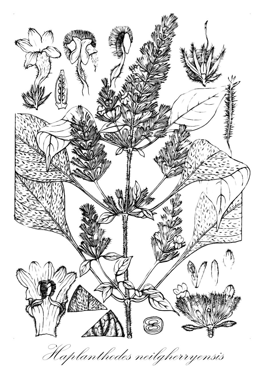 Haplanthodes neilgherryensis - Acanthaceae,Plantae,Pteridobiotina,Angiosperms,Lamiales,Acanthaceae,Haplanthodes,Haplanthodes neilgherryensis,Bremekampia neilgherryensis, Haplanthodes tentaculata var. neilgherryensis, Haplanthus neilgherryensis, Haplanthus tentaculatus var. neilgherryensis