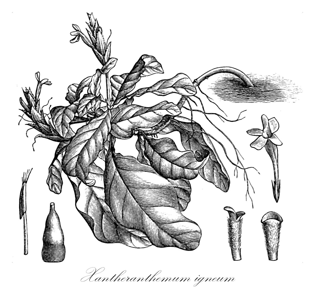Xantheranthemum igneum - Acanthaceae,Plantae,Pteridobiotina,Angiosperms,Lamiales,Acanthaceae,Xantheranthemum,Xantheranthemum igneum,Chamaeranthemum igneum