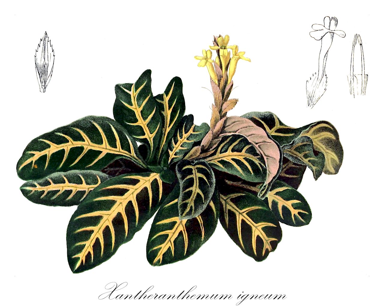 Xantheranthemum igneum - Acanthaceae,Plantae,Pteridobiotina,Angiosperms,Lamiales,Acanthaceae,Xantheranthemum,Xantheranthemum igneum,Chamaeranthemum igneum