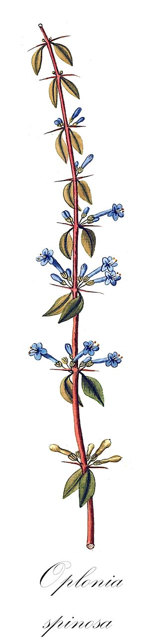 Oplonia spinosa - Acanthaceae,Plantae,Pteridobiotina,Angiosperms,Lamiales,Acanthaceae,Oplonia,Oplonia spinosa,Anthacanthus spinosus, Eranthemum spinosum, Justicia spinosa