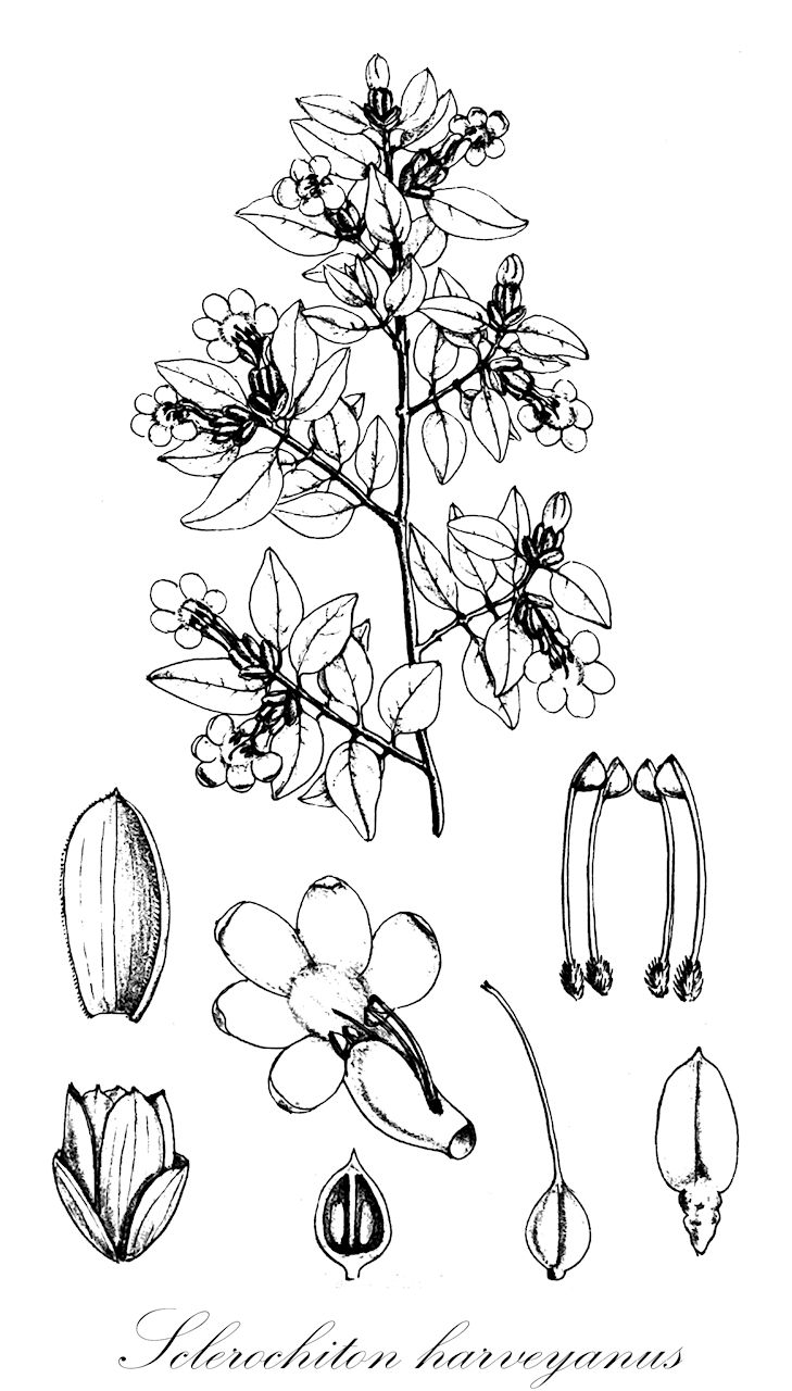 Sclerochiton harveyanus - Acanthaceae,Plantae,Pteridobiotina,Angiosperms,Lamiales,Acanthaceae,Sclerochiton,Sclerochiton harveyanus