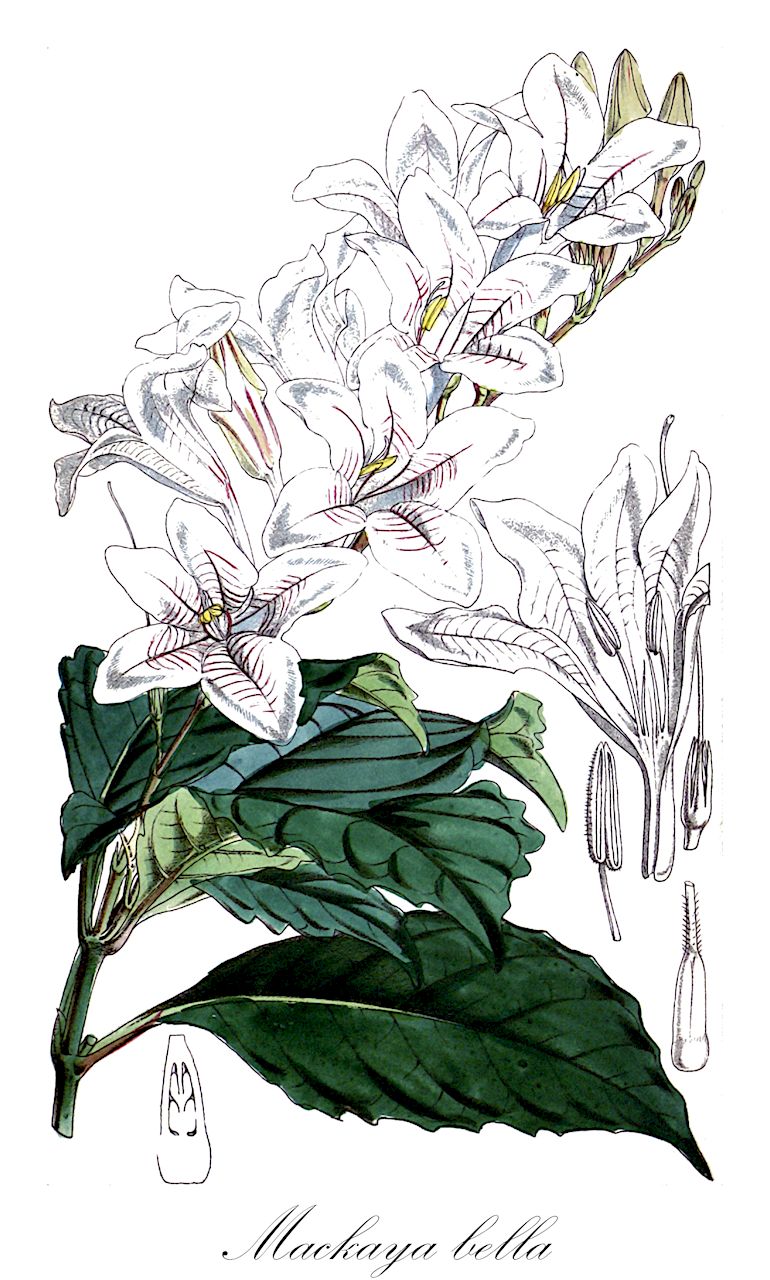 Mackaya bella - Acanthaceae,Plantae,Pteridobiotina,Angiosperms,Lamiales,Acanthaceae,Mackaya,Mackaya bella,Asystasia bella,Mackayie