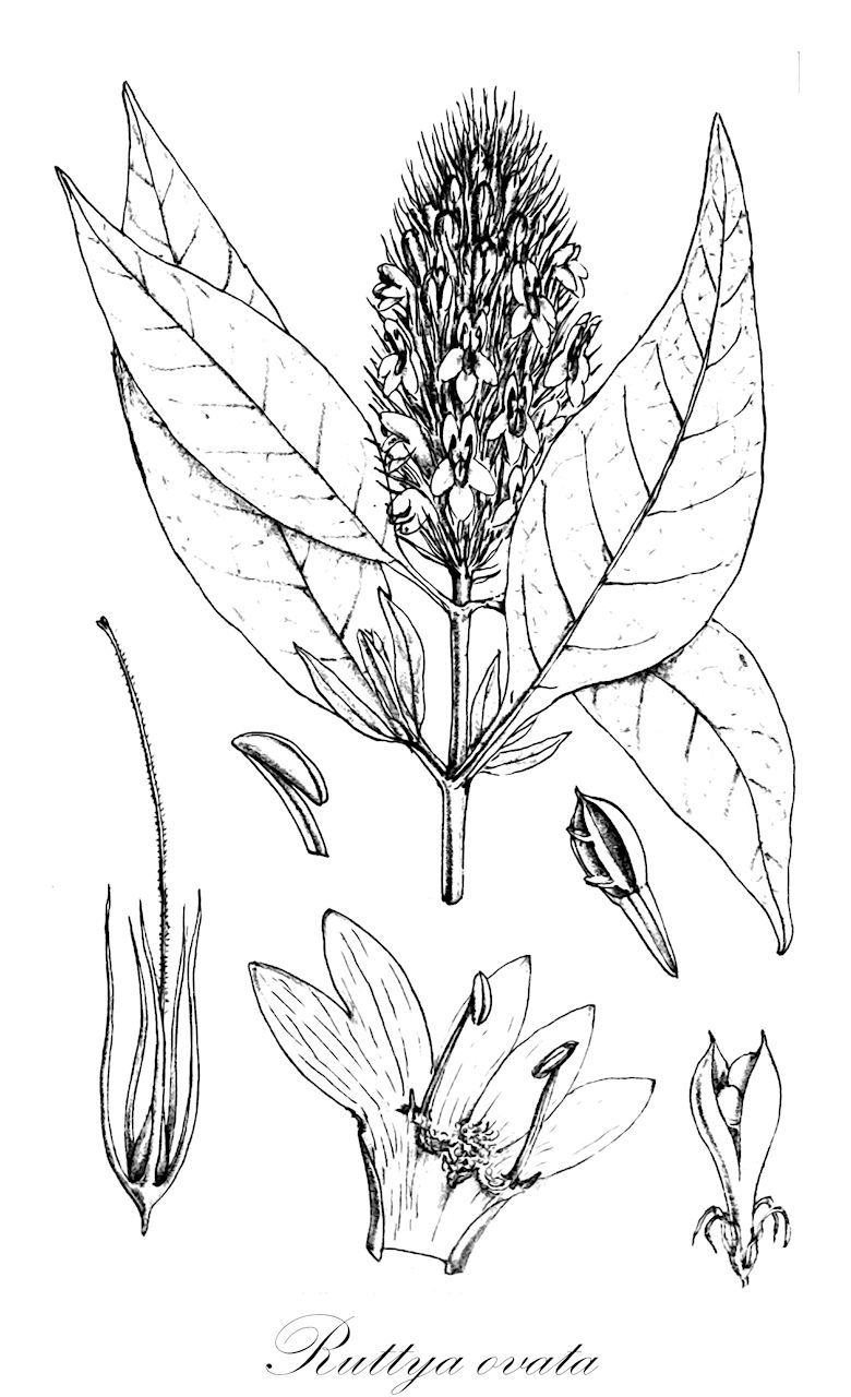 Ruttya ovata - Acanthaceae,Plantae,Pteridobiotina,Angiosperms,Lamiales,Acanthaceae,Ruttya,Ruttya ovata,Duvernoia trichocalyx, Hypoestes fimbriata