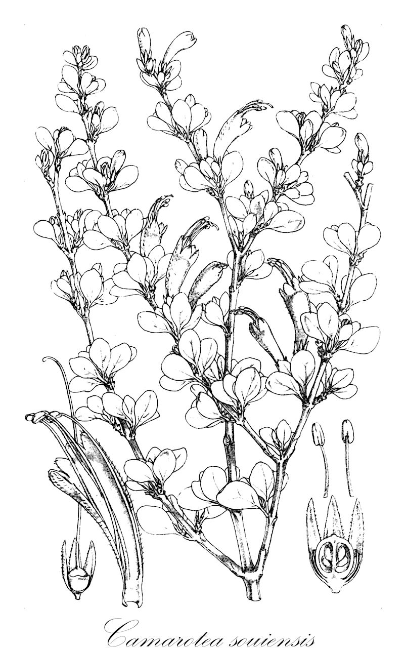Camarotea souiensis - Acanthaceae,Plantae,Pteridobiotina,Angiosperms,Lamiales,Acanthaceae,Camarotea,Camarotea souiensis