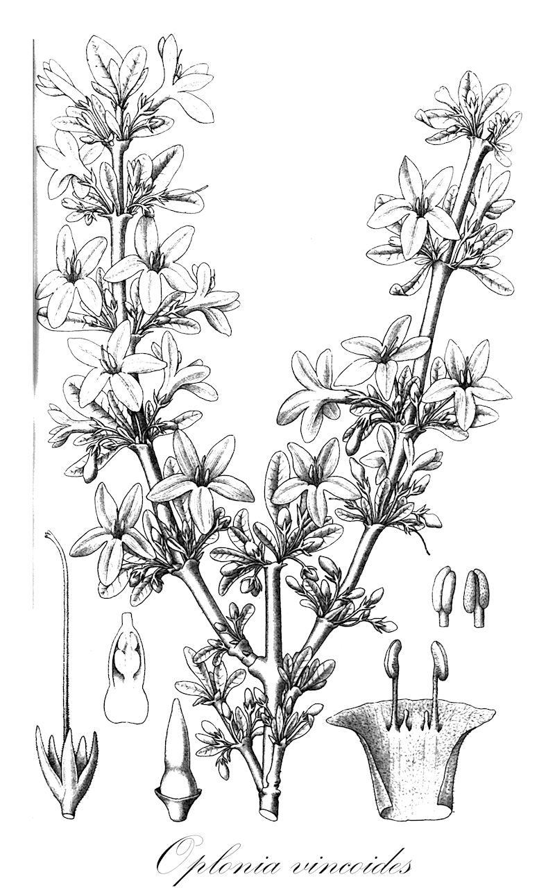 Oplonia vincoides - Acanthaceae,Plantae,Pteridobiotina,Angiosperms,Lamiales,Acanthaceae,Oplonia,Oplonia vincoides,Anthacanthus vincoides, Crateola vincoides, Eranthemum vincoides, Forsythiopsis australis, Forsythiopsis baronii, Forsythiopsis vincoides, Justicia vincoides