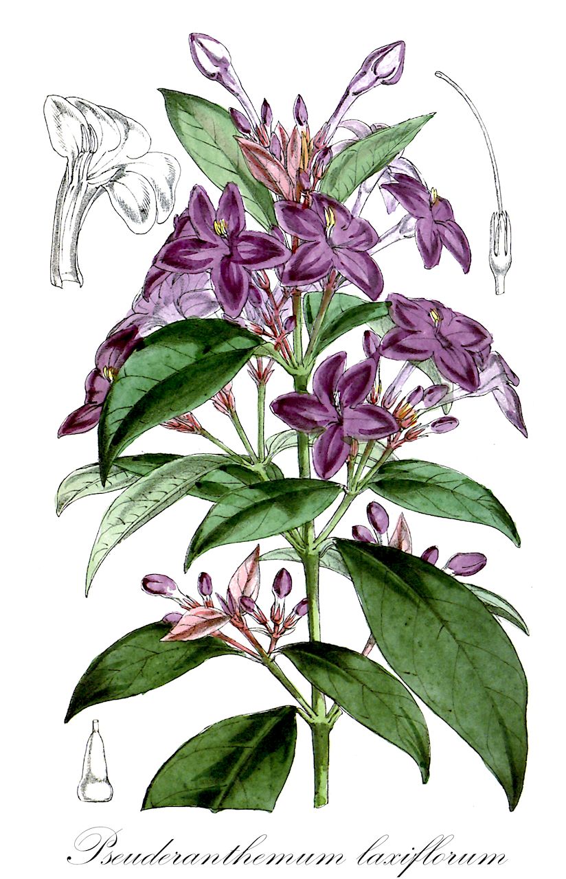 Pseuderanthemum laxiflorum - Acanthaceae,Plantae,Pteridobiotina,Angiosperms,Lamiales,Acanthaceae,Pseuderanthemum,Pseuderanthemum laxiflorum,Eranthemum laxiflorum