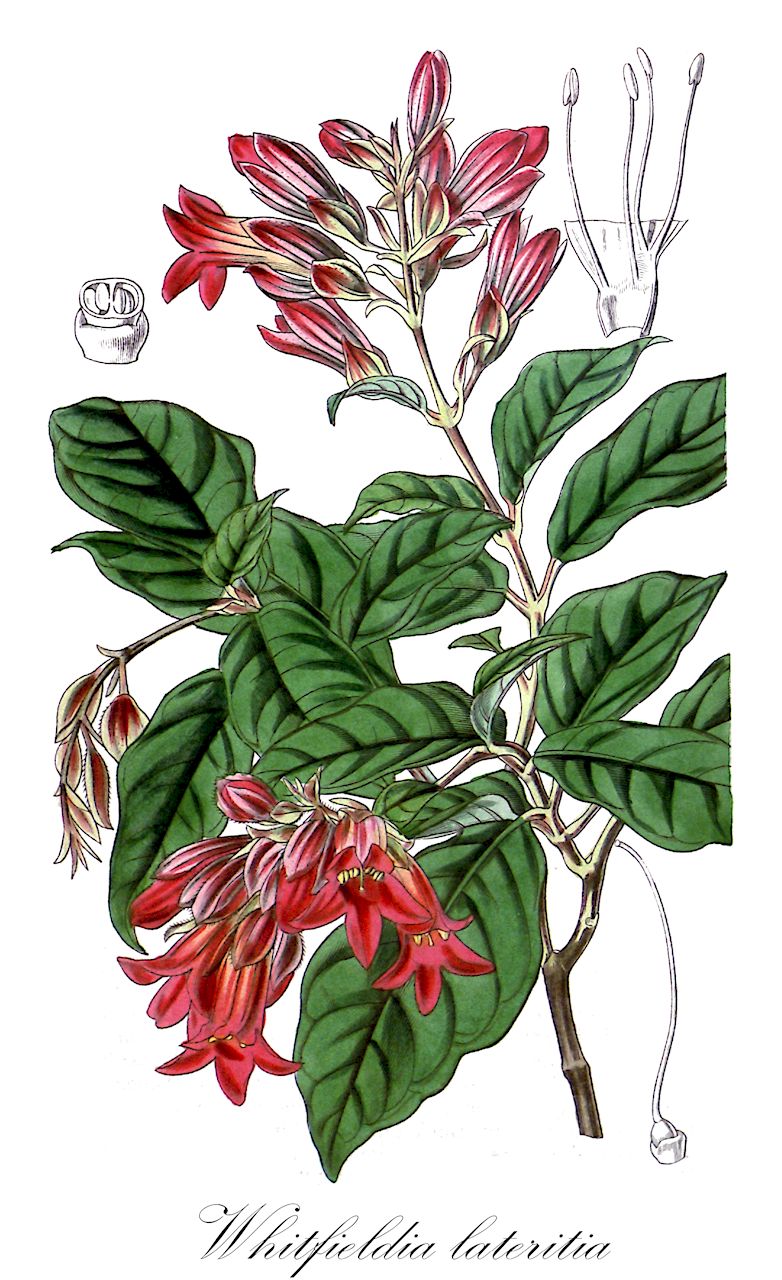 Whitfieldia lateritia - Acanthaceae,Plantae,Pteridobiotina,Angiosperms,Lamiales,Acanthaceae,Whitfieldia,Whitfieldia lateritia,Asystasia amoena