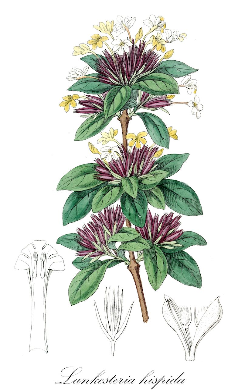 Lankesteria hispida - Acanthaceae,Plantae,Pteridobiotina,Angiosperms,Lamiales,Acanthaceae,Lankesteria,Lankesteria hispida,Eranthemum hispidum, Justicia hispida, Lankesteria longiflora, Lankesteria parviflora