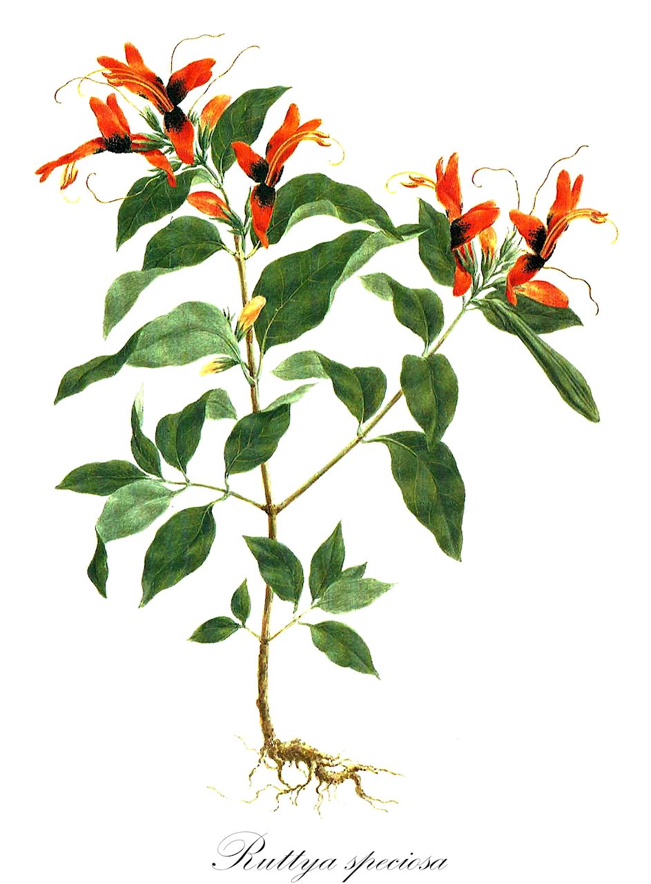 Ruttya speciosa - Acanthaceae,Plantae,Pteridobiotina,Angiosperms,Lamiales,Acanthaceae,Ruttya,Ruttya speciosa,Haplanthera speciosa