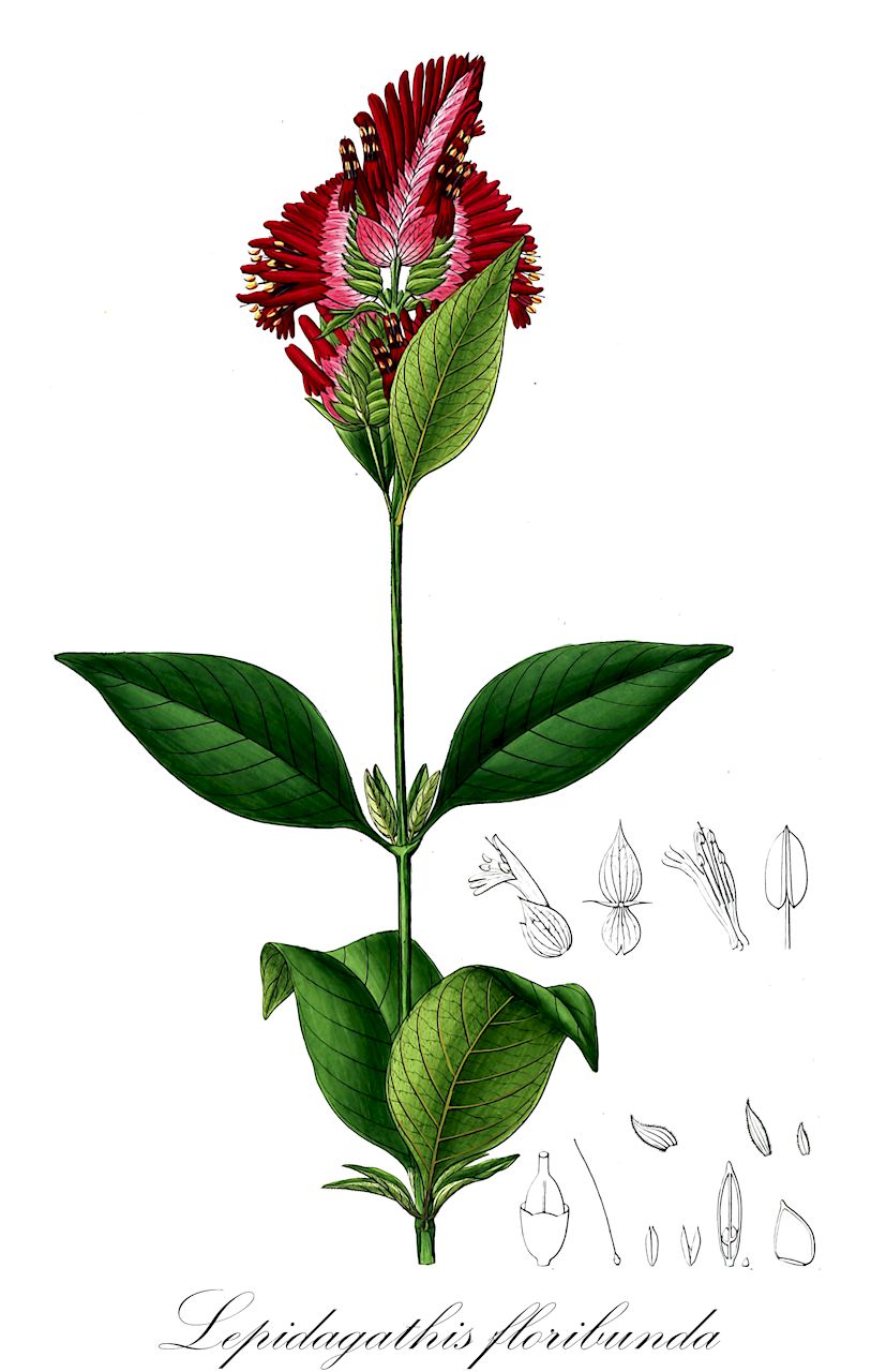 Lepidagathis floribunda - Acanthaceae,Plantae,Pteridobiotina,Angiosperms,Lamiales,Acanthaceae,Lepidagathis,Lepidagathis floribunda,Lophostachys bradei, Lophostachys floribunda, Lophostachys floribunda var. laxa