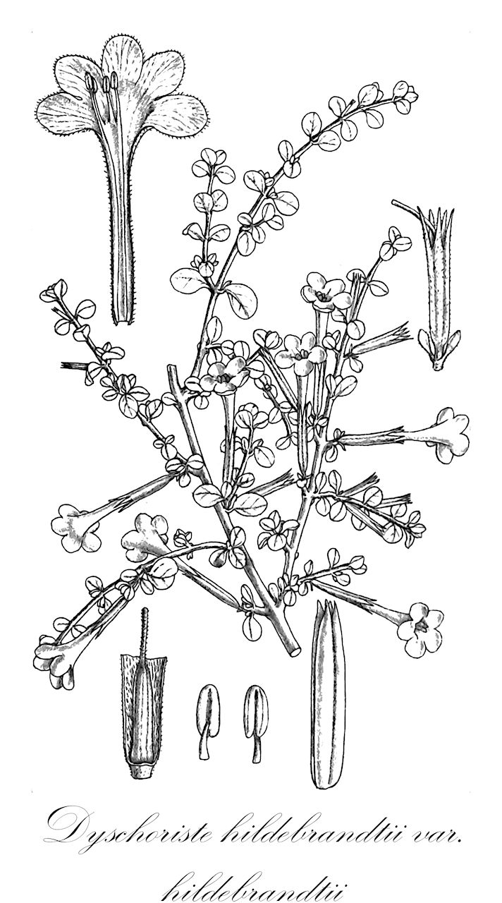 Dyschoriste hildebrandtii var. hildebrandtii - Acanthaceae,Plantae,Pteridobiotina,Angiosperms,Lamiales,Acanthaceae,Dyschoriste,Dyschoriste hildebrandtii,Dyschoriste hildebrandtii var. hildebrandtii,Dyschoriste alba, Dyschoriste decumbens, Dyschoriste fischeri, Dyschoriste fruticulosa, Dyschoriste hildebrandtii var. mollis, Dyschoriste marandellae, Dyschoriste matopensis, Dyschoriste mollis, Dyschoriste monroi, Dyschoriste nobilior, Dyschoriste procumbens, Dyschoriste rogersii, Dyschoriste somalensis, Dyschoriste volkensii, Hygrophila volkensii, Phillipsia fruticulosa, Satanocrater fruticulosa