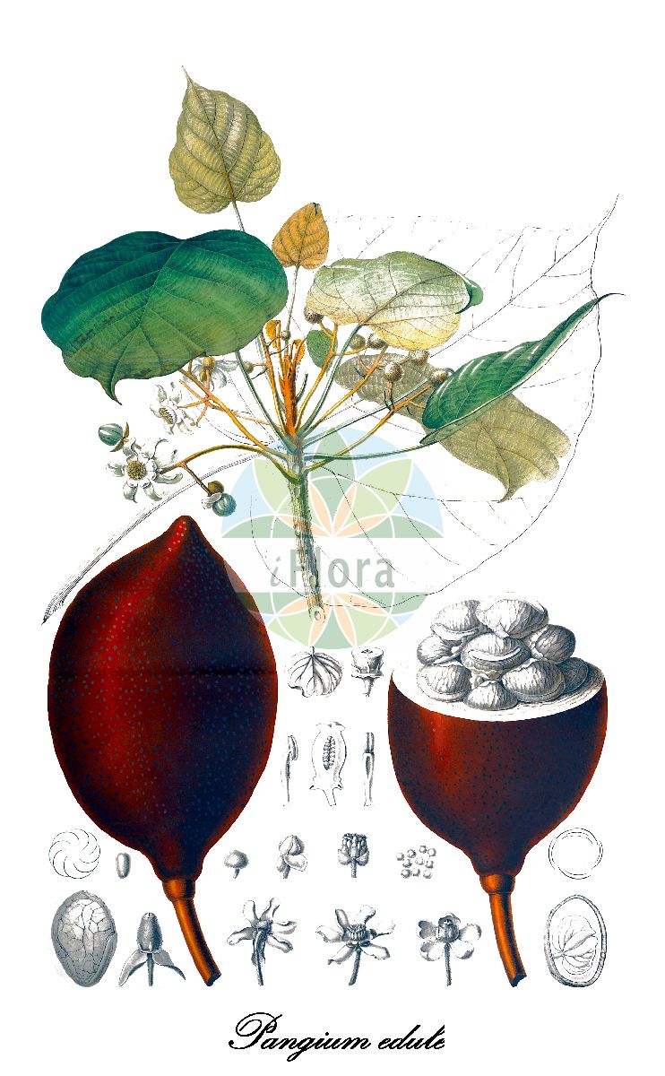 Pangium edule - Achariaceae,Plantae,Pteridobiotina,Angiosperms,Malpighiales,Achariaceae,Pangium,Pangium edule,Hydnocarpus edulis, Hydnocarpus polyandra, Hydnocarpus polyandrus, Pangium ceramense, Pangium naumannii, Pangium rumphii