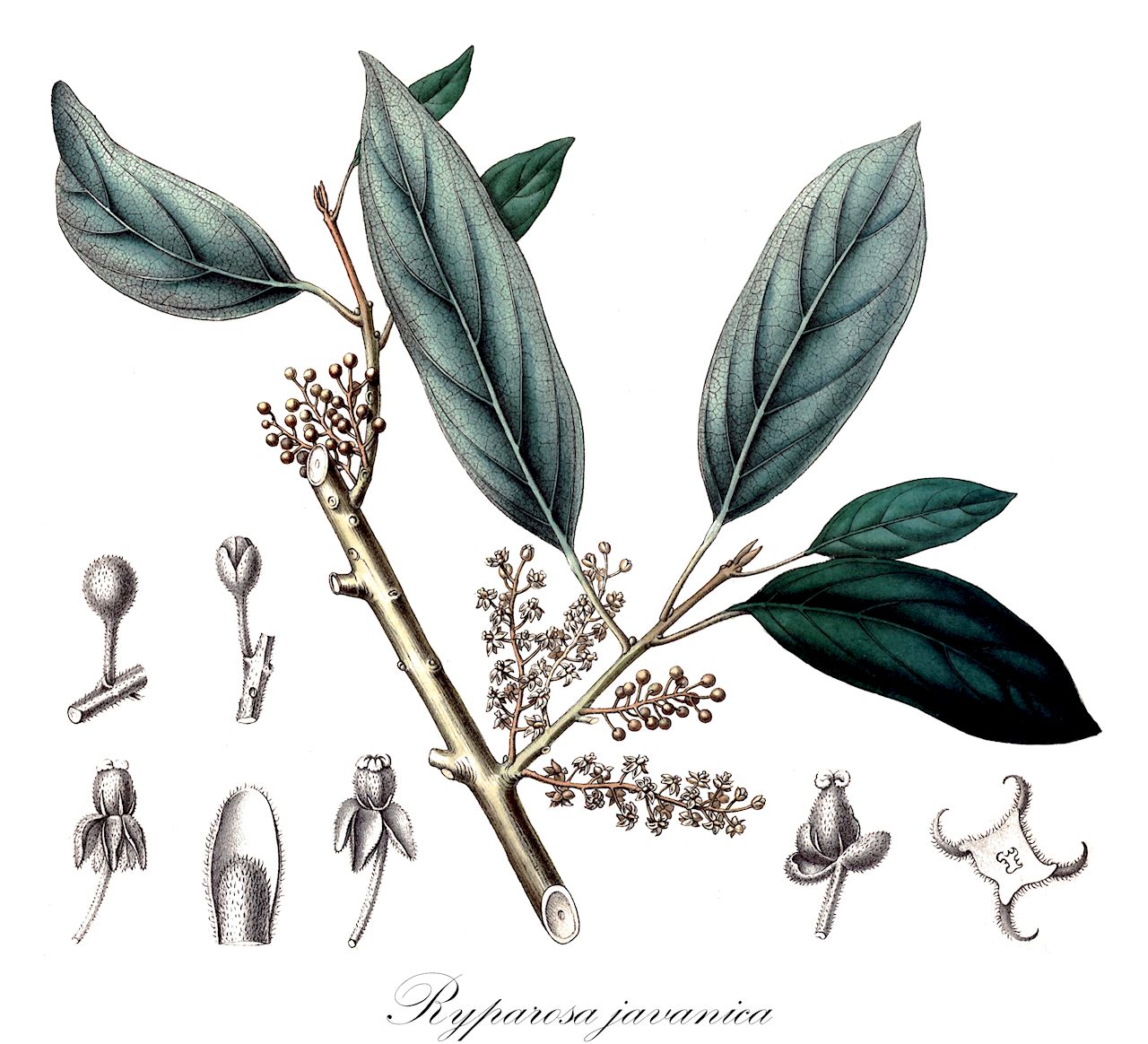 Ryparosa javanica - Achariaceae,Plantae,Pteridobiotina,Angiosperms,Malpighiales,Achariaceae,Ryparosa,Ryparosa javanica,Aspidandra fragrans, Bergsmia javanica, Gertrudia amplifolia, Ryparia caesia, Ryparosa amplifolia, Ryparosa caesia, Ryparosa kurzii, Ryparosa longipedunculata