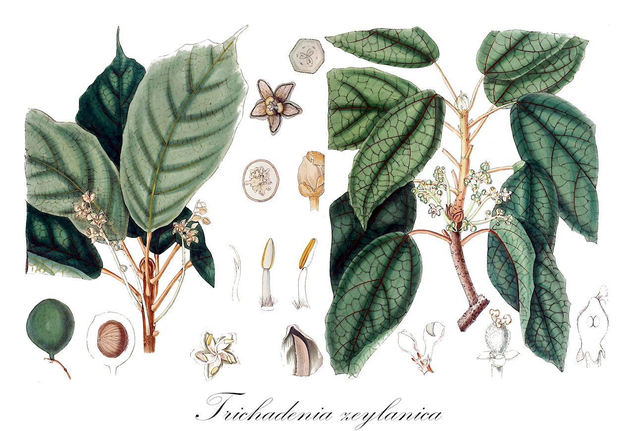 Trichadenia zeylanica - Achariaceae,Plantae,Pteridobiotina,Angiosperms,Malpighiales,Achariaceae,Trichadenia,Trichadenia zeylanica