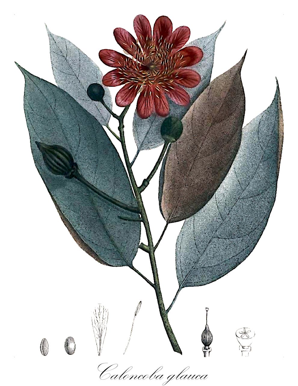 Caloncoba glauca - Achariaceae,Plantae,Pteridobiotina,Angiosperms,Malpighiales,Achariaceae,Caloncoba,Caloncoba glauca,Caloncoba dusenii, Oncoba glauca, Oncoba klainei, Oncoba klainii, Ventenatia glauca