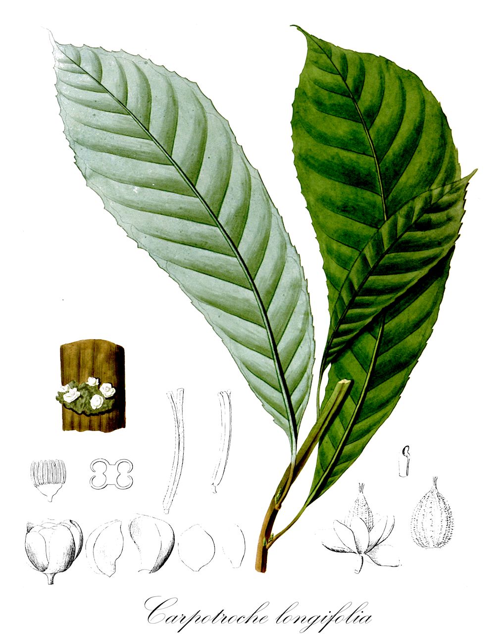 Carpotroche longifolia - Achariaceae,Plantae,Pteridobiotina,Angiosperms,Malpighiales,Achariaceae,Carpotroche,Carpotroche longifolia,Carpotroche linguifolia, Carpotroche longifolia var. heliocarpa, Carpotroche longifolia var. phasmatocarpa, Mayna linguifolia, Mayna longifolia, Mayna longifolia var. heliocarpa, Mayna longifolia var. phasmatocarpa, Mayna muricida
