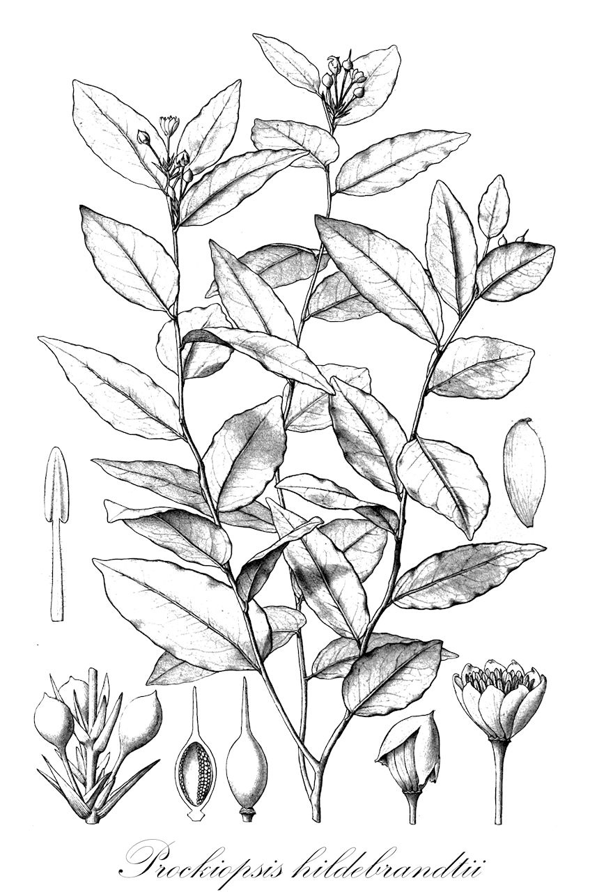 Prockiopsis hildebrandtii - Achariaceae,Plantae,Pteridobiotina,Angiosperms,Malpighiales,Achariaceae,Prockiopsis,Prockiopsis hildebrandtii