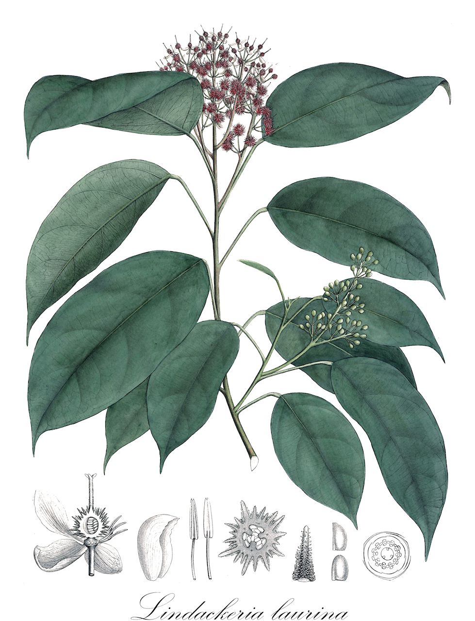 Lindackeria laurina - Achariaceae,Plantae,Pteridobiotina,Angiosperms,Malpighiales,Achariaceae,Lindackeria,Lindackeria laurina,Lindackeria nitida, Lindackeria vernicosa, Mayna laurina, Oncoba laurina, Oncoba laurina, Oncoba laurina
