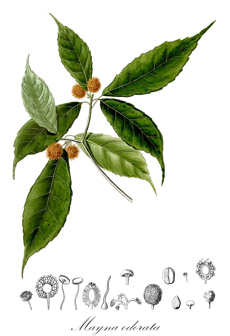 Mayna odorata - Achariaceae,Plantae,Pteridobiotina,Angiosperms,Malpighiales,Achariaceae,Mayna,Mayna odorata,Alicastrum echinocarpum, Carpotroche denticulata, Carpotroche odorata, Carpotroche subintegra, Dendrostylis apeibifolia, Dendrostylis denticulata, Dendrostylis echinata, Dendrostylis echinata, Dendrostylis microphylla, Dendrostylis microphylla, Dendrostylis odorata, Mayna apeibaefolia, Mayna apeibifolia, Mayna denticulata, Mayna echinata, Mayna glomerata, Mayna longicuspis, Mayna microphylla, Mayna vernicosa, Sloanea longicuspis