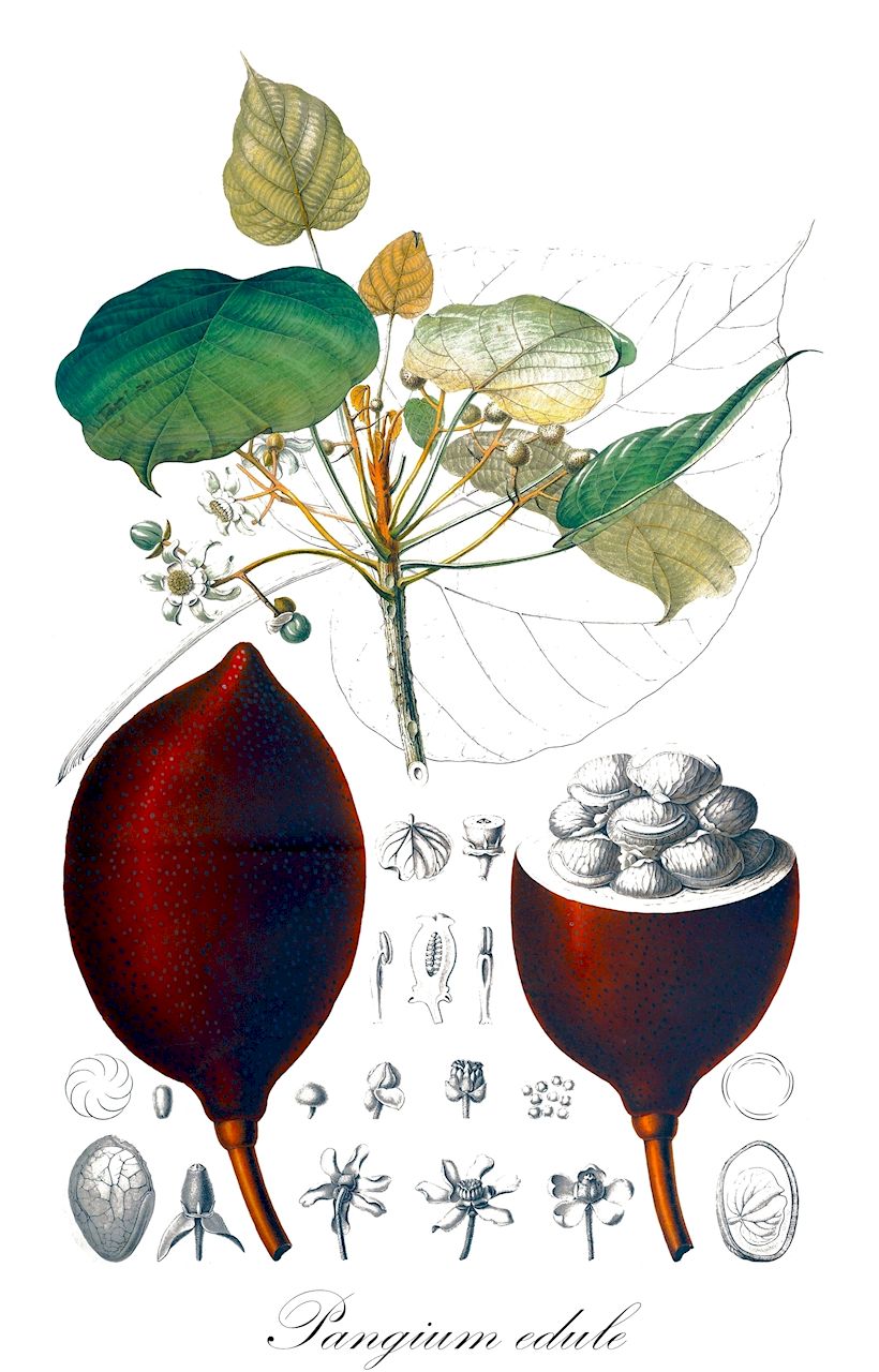 Pangium edule - Achariaceae,Plantae,Pteridobiotina,Angiosperms,Malpighiales,Achariaceae,Pangium,Pangium edule,Hydnocarpus edulis, Hydnocarpus polyandra, Hydnocarpus polyandrus, Pangium ceramense, Pangium naumannii, Pangium rumphii