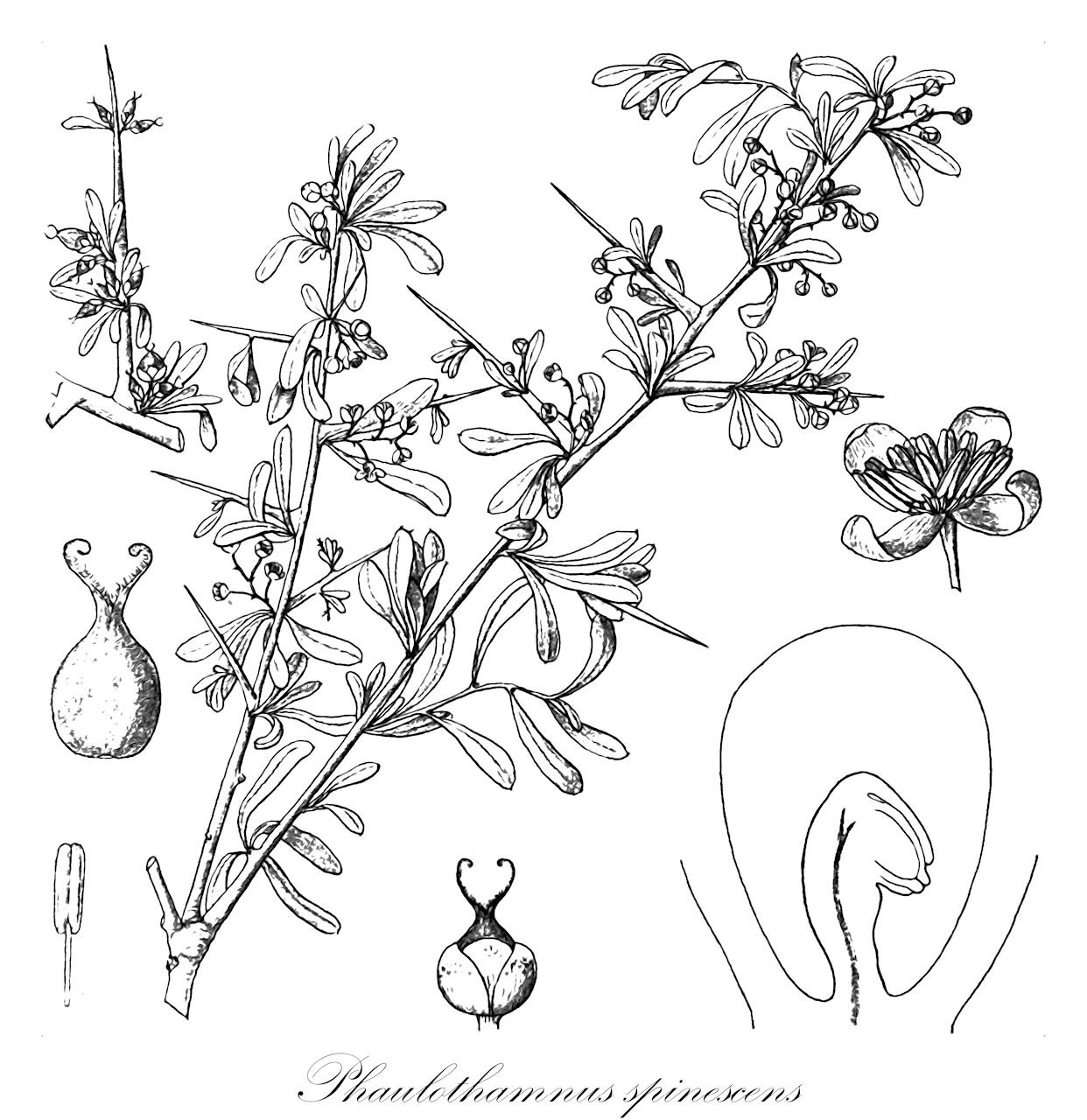 Phaulothamnus spinescens - Achatocarpaceae,Plantae,Pteridobiotina,Angiosperms,Caryophyllales,Achatocarpaceae,Phaulothamnus,Phaulothamnus spinescens,putia;snake-eyes