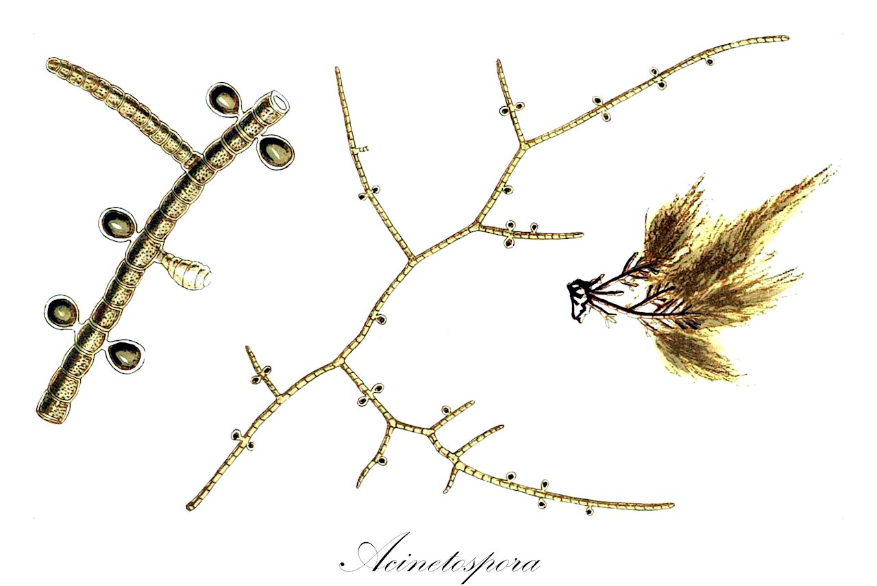 Acinetospora - Acinetosporaceae,Biota,Chromista,Ochrophyta,Phaeophyceae,Ectocarpales,Acinetosporaceae,Acinetospora