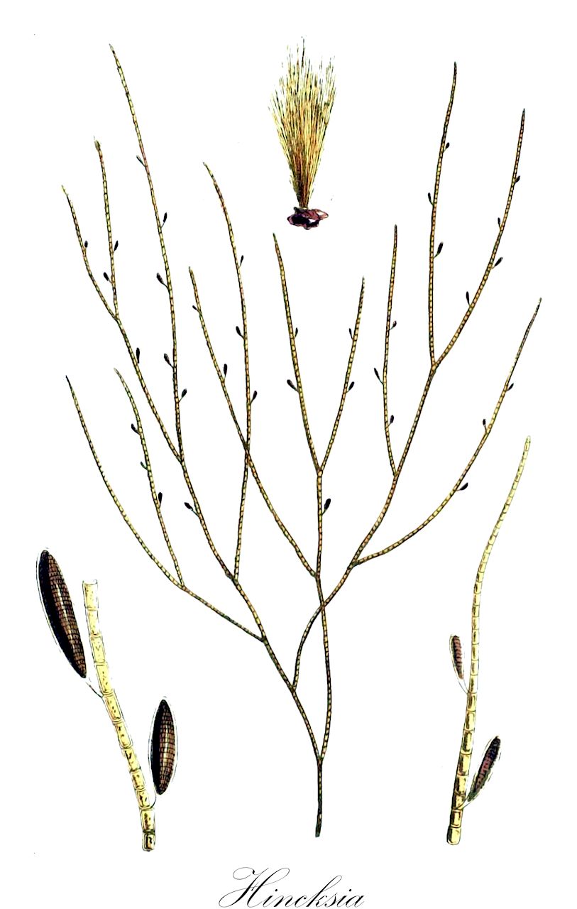 Hincksia - Ochrophyta,Biota,Chromista,Ochrophyta,Phaeophyceae,Ectocarpales,Acinetosporaceae,Hincksia,Giffordia