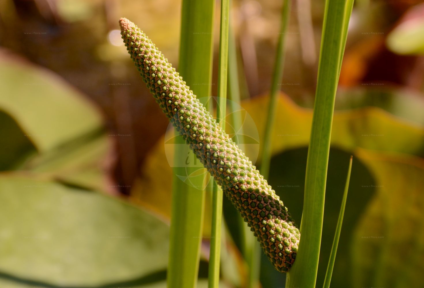 Acorus calamus - Acoraceae,Plantae,Pteridobiotina,Angiosperms,Acorales,Acoraceae,Acorus,Acorus calamus,Calamus aromaticus,Kalmus;Gewöhnlicher Kalmus;Amerikanischer Kalmus;sweet-flag;calamus;flagroot;sweet cane;Acore calame;Acore vrai;roseau aromatique;acore odorant;canne aromatique;jonc odorant;acoro;ácoro;ácoro indio;ácoro verdadero;cálamo acuático;cálamo aromático;cálamo verdadero;Calamo aromatico;acoro aromatico;calamo odoratico;echte kalmus;kalmoes;calamo-aromatico;аир обыкновенный;аир болотный;айр обыкновенный;eğir otu;prese;càlam;obični iđirot;kalmus;kalmus;tatarak zwyczajny;shôbu;ショウブ;pravi kolmež;kálmos;puškvorec obecný;calm;obligeană;puškvorec obyčajný;лепеха звичайна;аир;миризлив акорус;harilik kalmus;smaržiga kalme;kalmusrot;rohtokalmojuuri;balinis ajeras;άκοπος;chāng pú;菖蒲