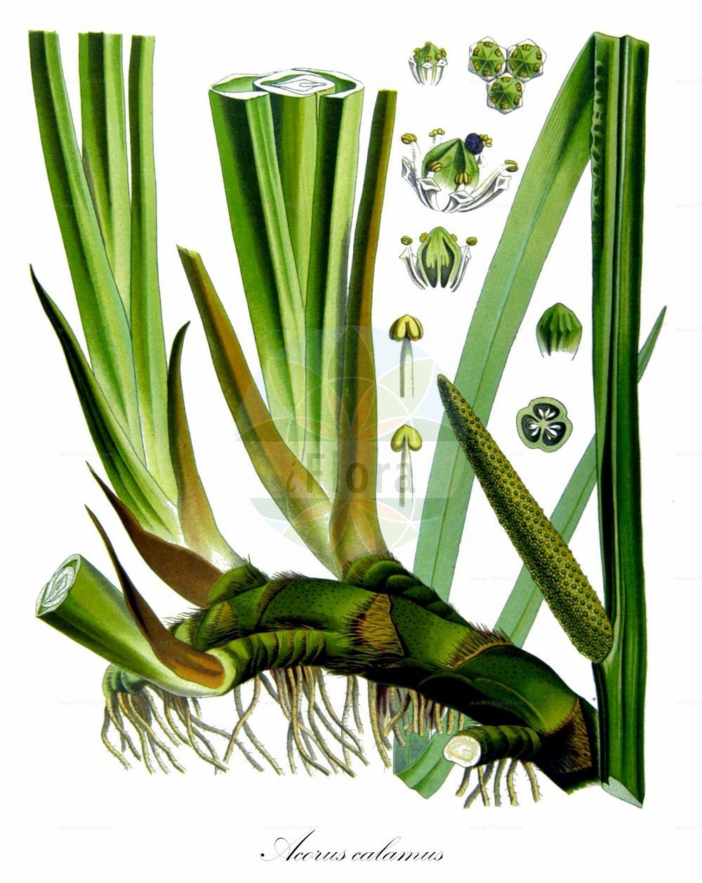 Acorus calamus - Acoraceae,Plantae,Pteridobiotina,Angiosperms,Acorales,Acoraceae,Acorus,Acorus calamus,Calamus aromaticus,Kalmus;Gewöhnlicher Kalmus;Amerikanischer Kalmus;sweet-flag;calamus;flagroot;sweet cane;Acore calame;Acore vrai;roseau aromatique;acore odorant;canne aromatique;jonc odorant;acoro;ácoro;ácoro indio;ácoro verdadero;cálamo acuático;cálamo aromático;cálamo verdadero;Calamo aromatico;acoro aromatico;calamo odoratico;echte kalmus;kalmoes;calamo-aromatico;аир обыкновенный;аир болотный;айр обыкновенный;eğir otu;prese;càlam;obični iđirot;kalmus;kalmus;tatarak zwyczajny;shôbu;ショウブ;pravi kolmež;kálmos;puškvorec obecný;calm;obligeană;puškvorec obyčajný;лепеха звичайна;аир;миризлив акорус;harilik kalmus;smaržiga kalme;kalmusrot;rohtokalmojuuri;balinis ajeras;άκοπος;chāng pú;菖蒲