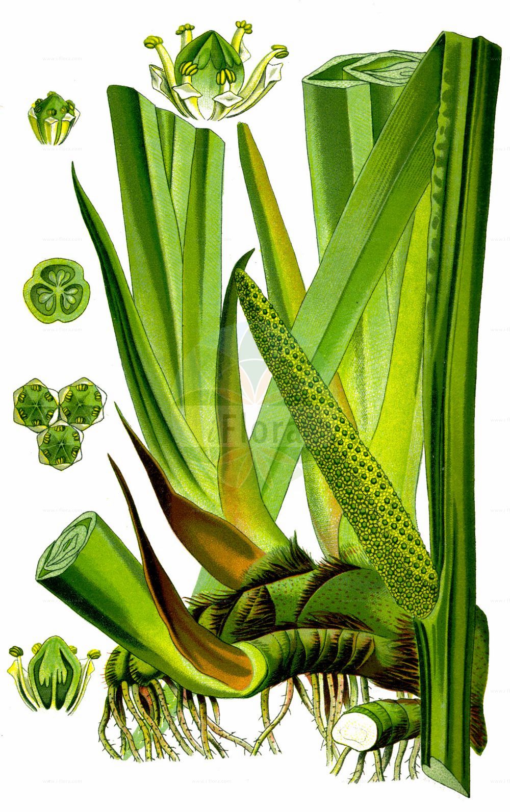 Acorus calamus - Acoraceae,Plantae,Pteridobiotina,Angiosperms,Acorales,Acoraceae,Acorus,Acorus calamus,Calamus aromaticus,Kalmus;Gewöhnlicher Kalmus;Amerikanischer Kalmus;sweet-flag;calamus;flagroot;sweet cane;Acore calame;Acore vrai;roseau aromatique;acore odorant;canne aromatique;jonc odorant;acoro;ácoro;ácoro indio;ácoro verdadero;cálamo acuático;cálamo aromático;cálamo verdadero;Calamo aromatico;acoro aromatico;calamo odoratico;echte kalmus;kalmoes;calamo-aromatico;аир обыкновенный;аир болотный;айр обыкновенный;eğir otu;prese;càlam;obični iđirot;kalmus;kalmus;tatarak zwyczajny;shôbu;ショウブ;pravi kolmež;kálmos;puškvorec obecný;calm;obligeană;puškvorec obyčajný;лепеха звичайна;аир;миризлив акорус;harilik kalmus;smaržiga kalme;kalmusrot;rohtokalmojuuri;balinis ajeras;άκοπος;chāng pú;菖蒲