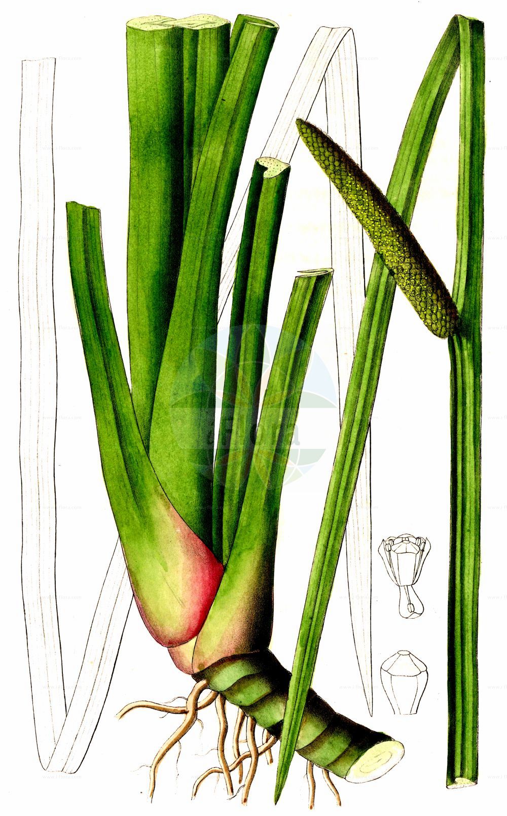 Acorus calamus - Acoraceae,Plantae,Pteridobiotina,Angiosperms,Acorales,Acoraceae,Acorus,Acorus calamus,Calamus aromaticus,Kalmus;Gewöhnlicher Kalmus;Amerikanischer Kalmus;sweet-flag;calamus;flagroot;sweet cane;Acore calame;Acore vrai;roseau aromatique;acore odorant;canne aromatique;jonc odorant;acoro;ácoro;ácoro indio;ácoro verdadero;cálamo acuático;cálamo aromático;cálamo verdadero;Calamo aromatico;acoro aromatico;calamo odoratico;echte kalmus;kalmoes;calamo-aromatico;аир обыкновенный;аир болотный;айр обыкновенный;eğir otu;prese;càlam;obični iđirot;kalmus;kalmus;tatarak zwyczajny;shôbu;ショウブ;pravi kolmež;kálmos;puškvorec obecný;calm;obligeană;puškvorec obyčajný;лепеха звичайна;аир;миризлив акорус;harilik kalmus;smaržiga kalme;kalmusrot;rohtokalmojuuri;balinis ajeras;άκοπος;chāng pú;菖蒲