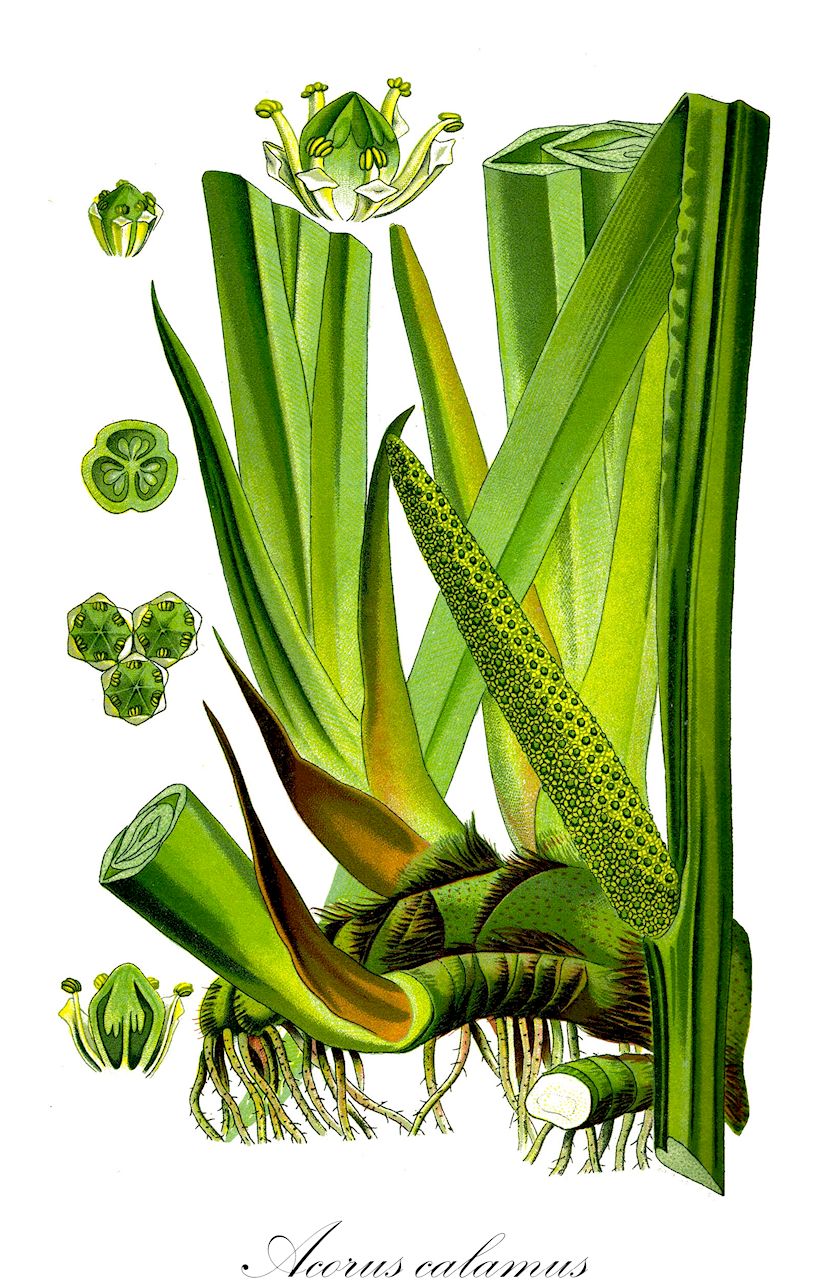 Acorus calamus - Acoraceae,Plantae,Pteridobiotina,Angiosperms,Acorales,Acoraceae,Acorus,Acorus calamus,Calamus aromaticus,Kalmus;Gewöhnlicher Kalmus;Amerikanischer Kalmus;sweet-flag;calamus;flagroot;sweet cane;Acore calame;Acore vrai;roseau aromatique;acore odorant;canne aromatique;jonc odorant;acoro;ácoro;ácoro indio;ácoro verdadero;cálamo acuático;cálamo aromático;cálamo verdadero;Calamo aromatico;acoro aromatico;calamo odoratico;echte kalmus;kalmoes;calamo-aromatico;аир обыкновенный;аир болотный;айр обыкновенный;eğir otu;prese;càlam;obični iđirot;kalmus;kalmus;tatarak zwyczajny;shôbu;ショウブ;pravi kolmež;kálmos;puškvorec obecný;calm;obligeană;puškvorec obyčajný;лепеха звичайна;аир;миризлив акорус;harilik kalmus;smaržiga kalme;kalmusrot;rohtokalmojuuri;balinis ajeras;άκοπος;chāng pú;菖蒲