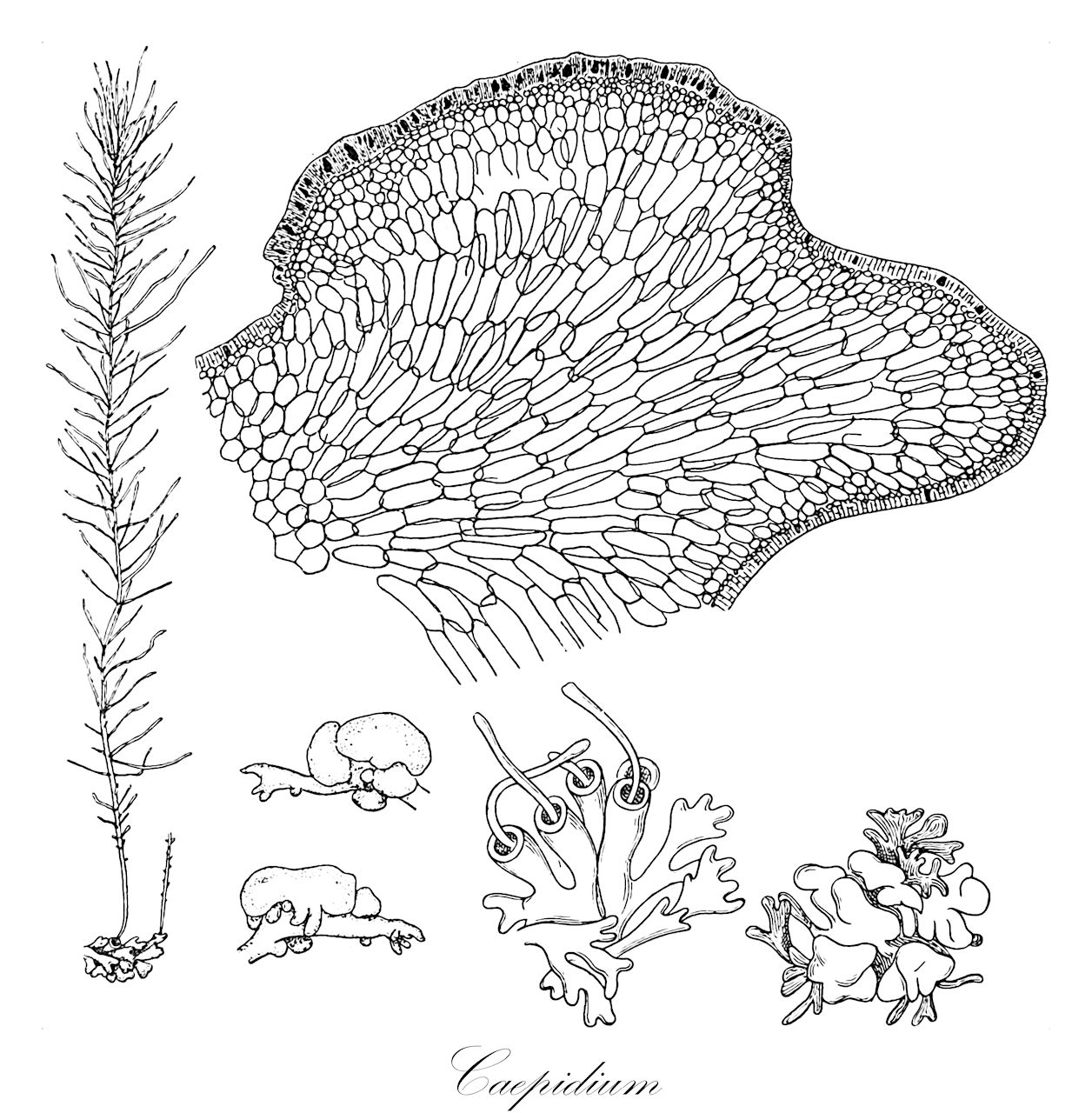 Caepidium - Ochrophyta,Biota,Chromista,Ochrophyta,Phaeophyceae,Ectocarpales,Adenocystaceae,Caepidium