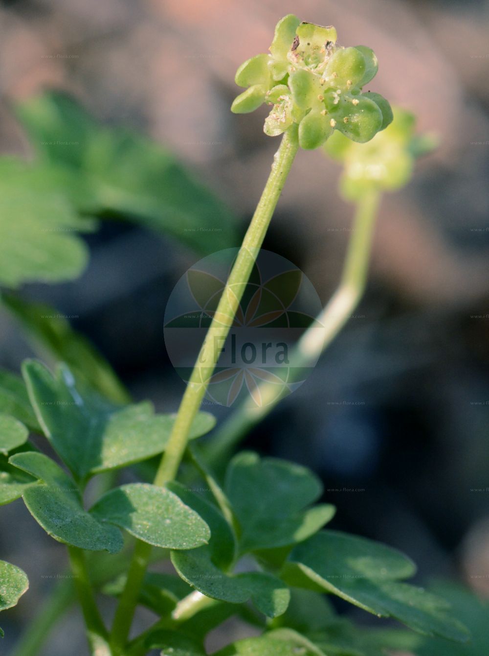 Adoxa moschatellina - Viburnaceae,Plantae,Pteridobiotina,Angiosperms,Dipsacales,Viburnaceae,Adoxa,Adoxa moschatellina,Adoxa inodora, Adoxa inodora, Adoxa insularis, Adoxa moschata, Adoxa moschatellina f. japonica, Adoxa moschatellina var. inodora, Adoxa moschatellina var. insularis, Adoxa moschatellina var. japonica, Adoxa moschatellina var. moschatellina, Adoxa orientalis, Adoxa tuberosa, Moschatella adoxa, Moschatellina generalis, Moschatellina tetragona,Moschuskraut;Bisamkraut;moschatel;muskroot;townhall clock;Muscatelle;herbe musquée;adoxe;adoxe musquée;fumeterre musqué;herbe au musc;moscatelle;moschatelline;petit sanicle;petite musquée;hierba del almizcle;Moscatella;muskuskruid;moscatelina;мускусница;мускусная адокса;адокса мускусная;adoksë muskate;obična moškovica;desmeknopp;desmerurt;piżmaczek wiosenny;gorinpana;renpukusô;ゴリンパナ;レンプクソウ;navadna pižmica;pézsmaboglár;pižmovka mošusová;frăguţă;pižmovka mošusová;pižmovka obyčajná;адокса мускусна;обикновена мошковица;muskuslill;muskusa bezslavīte;moskusurt;tesmayrtti;muskusinis ūksminas;wǔ fú huā;五福花;yeon bok cho;연복초