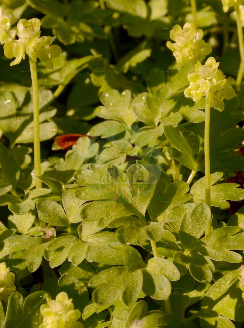 Adoxa moschatellina - Viburnaceae,Plantae,Pteridobiotina,Angiosperms,Dipsacales,Viburnaceae,Adoxa,Adoxa moschatellina,Adoxa inodora, Adoxa inodora, Adoxa insularis, Adoxa moschata, Adoxa moschatellina f. japonica, Adoxa moschatellina var. inodora, Adoxa moschatellina var. insularis, Adoxa moschatellina var. japonica, Adoxa moschatellina var. moschatellina, Adoxa orientalis, Adoxa tuberosa, Moschatella adoxa, Moschatellina generalis, Moschatellina tetragona,Moschuskraut;Bisamkraut;moschatel;muskroot;townhall clock;Muscatelle;herbe musquée;adoxe;adoxe musquée;fumeterre musqué;herbe au musc;moscatelle;moschatelline;petit sanicle;petite musquée;hierba del almizcle;Moscatella;muskuskruid;moscatelina;мускусница;мускусная адокса;адокса мускусная;adoksë muskate;obična moškovica;desmeknopp;desmerurt;piżmaczek wiosenny;gorinpana;renpukusô;ゴリンパナ;レンプクソウ;navadna pižmica;pézsmaboglár;pižmovka mošusová;frăguţă;pižmovka mošusová;pižmovka obyčajná;адокса мускусна;обикновена мошковица;muskuslill;muskusa bezslavīte;moskusurt;tesmayrtti;muskusinis ūksminas;wǔ fú huā;五福花;yeon bok cho;연복초