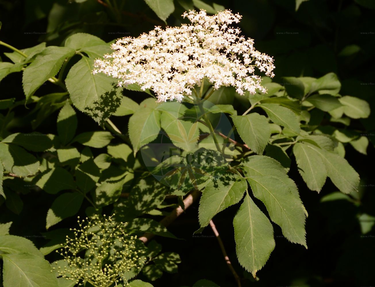 Sambucus nigra - Viburnaceae,Plantae,Pteridobiotina,Angiosperms,Dipsacales,Viburnaceae,Sambucus,Sambucus nigra,Sambucus alba, Sambucus aurea, Sambucus columnaris, Sambucus dissecta, Sambucus elegans, Sambucus graveolens, Sambucus hirta, Sambucus laciniata, Sambucus leucocarpa, Sambucus lucida, Sambucus monstrosa, Sambucus nigra f. pendula, Sambucus nigra subsp. nigra, Sambucus pulverulenta, Sambucus pyramidata, Sambucus virescens, Sambucus vulgaris,Schwarzer Holunder;elder;black elder;bore tree;bour tree;common elder;black elderberry;european black elderberry;Grand sureau;Sureau noir;arbre de Judas;haut bois;sambuce;saou;seuillet;seuillon;seus;sus;suseau;susier;sauco comun;sauco común;cañilero;flauta;sabuco;sabuquero;samuquero;saúco;saúco común;saúco mayor;saúco negro;sauqué;Sambuco comune;Sambuco nero;beemd-vossestaart;gewoone vlier;gewone vlier;sabugueiro;camineiro;candelheiro;flor-de-sabugueiro;galacrista;galavista;rosa-de-bem-fazer;sabugo;sabugueiro-negro;sabugueiro-preto;бузина чёрная;ağaç mürver;shtog;shtogu;benabre;bonarbre;menabre;sabuquer;sahuqué;saüc;saüc ver;saül;saüquer;crna bazga;fläder;almindelig hyld;bez czarny;dziki bez czarny;črni bezeg;fekete bodza;bez černý;soc;baza čierna;бузина чорна;свирчовина;черен бъз;must leeder;melnais plūškoks;svarthyll;mustaselja;sambuk shachor;סַמְבּוּק שָׁחֹר;juoduogis šeivamedis;κουφοξυλιά