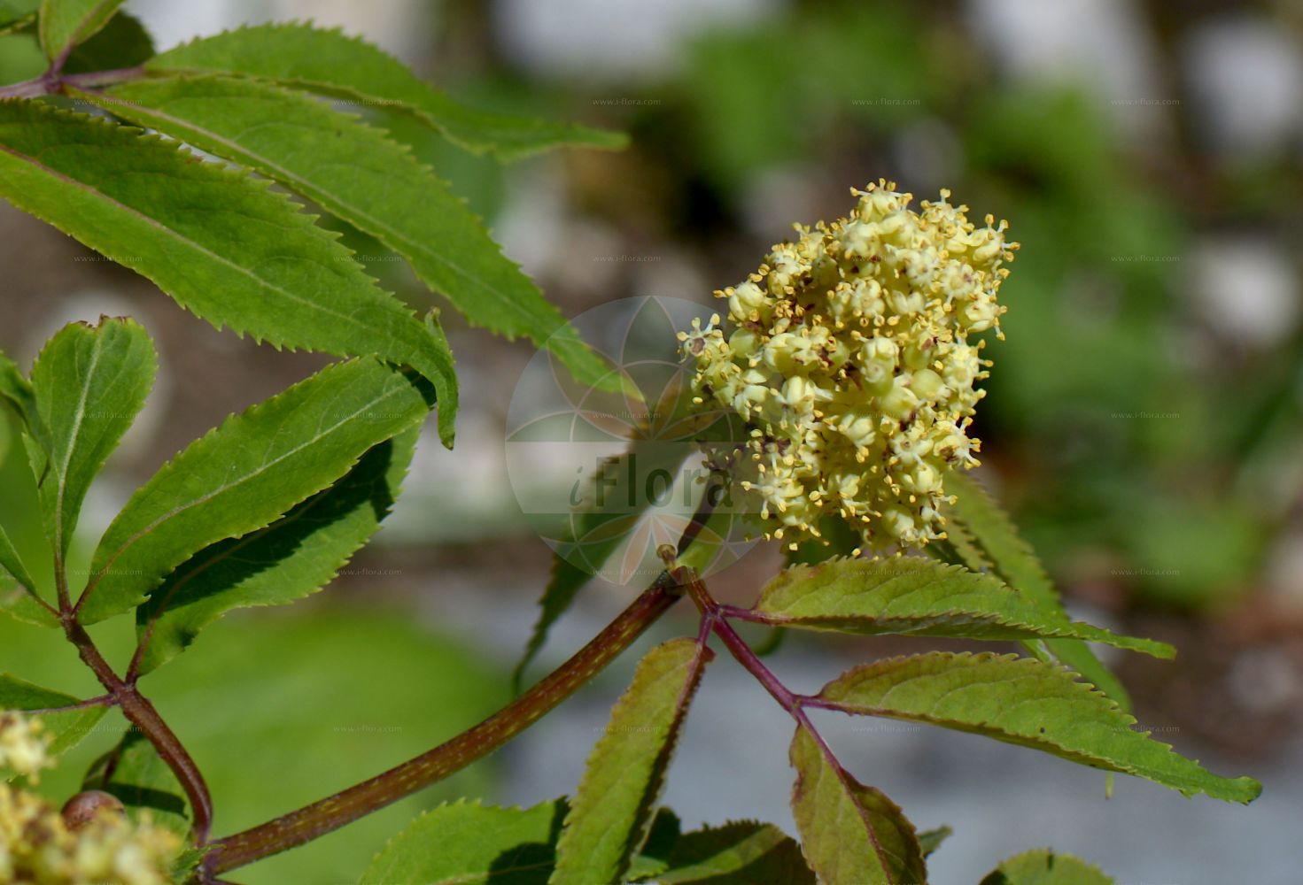 Sambucus racemosa - Viburnaceae,Plantae,Pteridobiotina,Angiosperms,Dipsacales,Viburnaceae,Sambucus,Sambucus racemosa,Sambucus borealis, Sambucus racemosa var. laciniata, Sambucus racemosa var. racemosa, Sambucus sylvestris,Roter Holunder;Trauben-Holunder;Berg-Holunder;red-berried elder;alpine elder;red elder;red elderberry;Sureau à grappes;sureau rouge;sureau aux cerfs;sureau de montagne;sabuquero;saúco rojo;sauquero rojo;Sambuco rosso;sambuco montano;beemd-ooievaarsbek;bergvlier;trosvlier;sabugueiro-vermelho;бузина красная;shtog;arraïmat;saüc racemós;crvena bazga;beemd-have;druffläder;druvfläder;drue-hyld;bez koralowy;dziki bez koralowy;divji bezeg;fürtös bodza;bez červený;baza červená;бузина червона;червен бъз;punane leeder;sarkanais plūškoks;rødhyll;terttuselja;планинска зова;raudonuogis šeivamedis