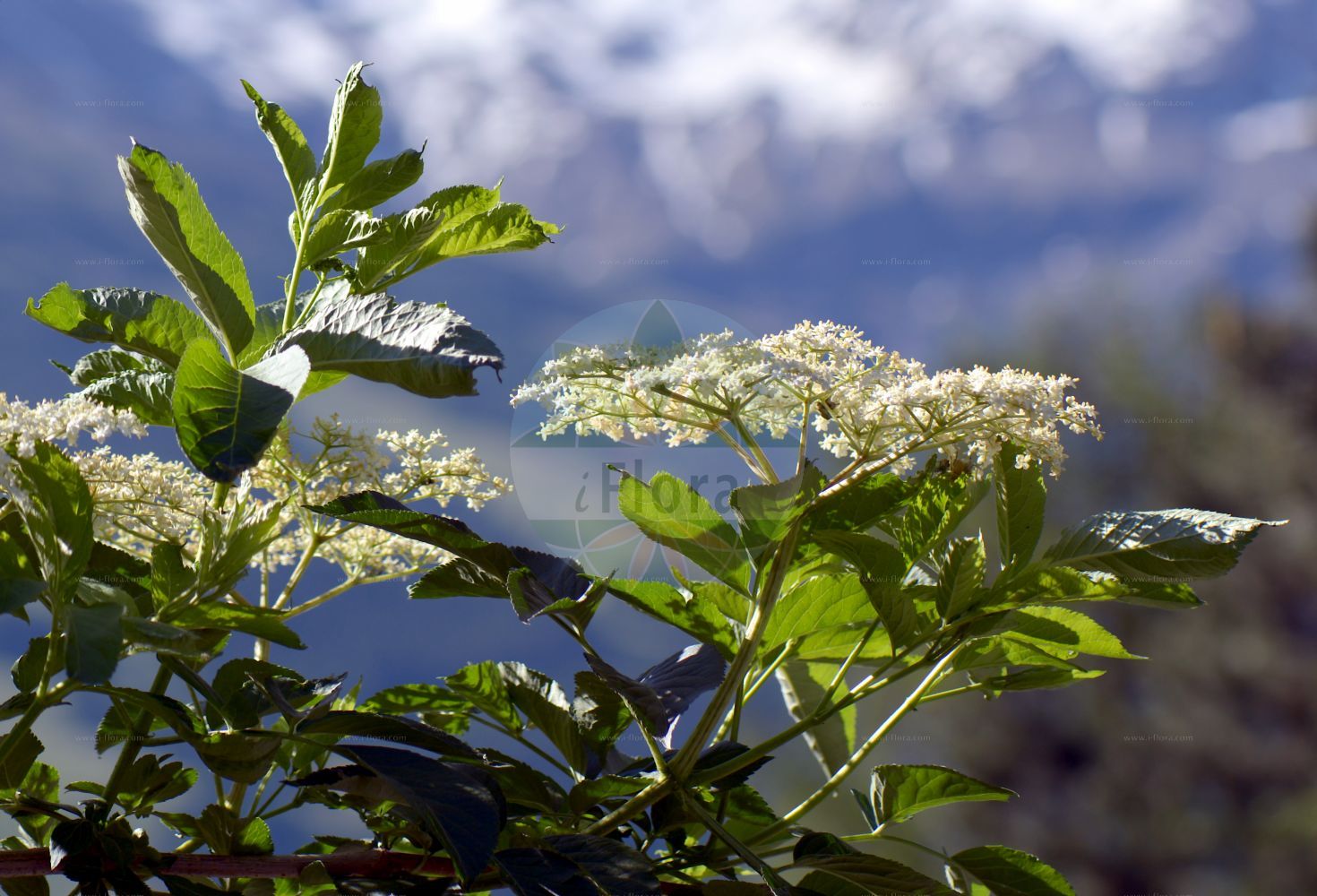 Sambucus racemosa - Viburnaceae,Plantae,Pteridobiotina,Angiosperms,Dipsacales,Viburnaceae,Sambucus,Sambucus racemosa,Sambucus borealis, Sambucus racemosa var. laciniata, Sambucus racemosa var. racemosa, Sambucus sylvestris,Roter Holunder;Trauben-Holunder;Berg-Holunder;red-berried elder;alpine elder;red elder;red elderberry;Sureau à grappes;sureau rouge;sureau aux cerfs;sureau de montagne;sabuquero;saúco rojo;sauquero rojo;Sambuco rosso;sambuco montano;beemd-ooievaarsbek;bergvlier;trosvlier;sabugueiro-vermelho;бузина красная;shtog;arraïmat;saüc racemós;crvena bazga;beemd-have;druffläder;druvfläder;drue-hyld;bez koralowy;dziki bez koralowy;divji bezeg;fürtös bodza;bez červený;baza červená;бузина червона;червен бъз;punane leeder;sarkanais plūškoks;rødhyll;terttuselja;планинска зова;raudonuogis šeivamedis