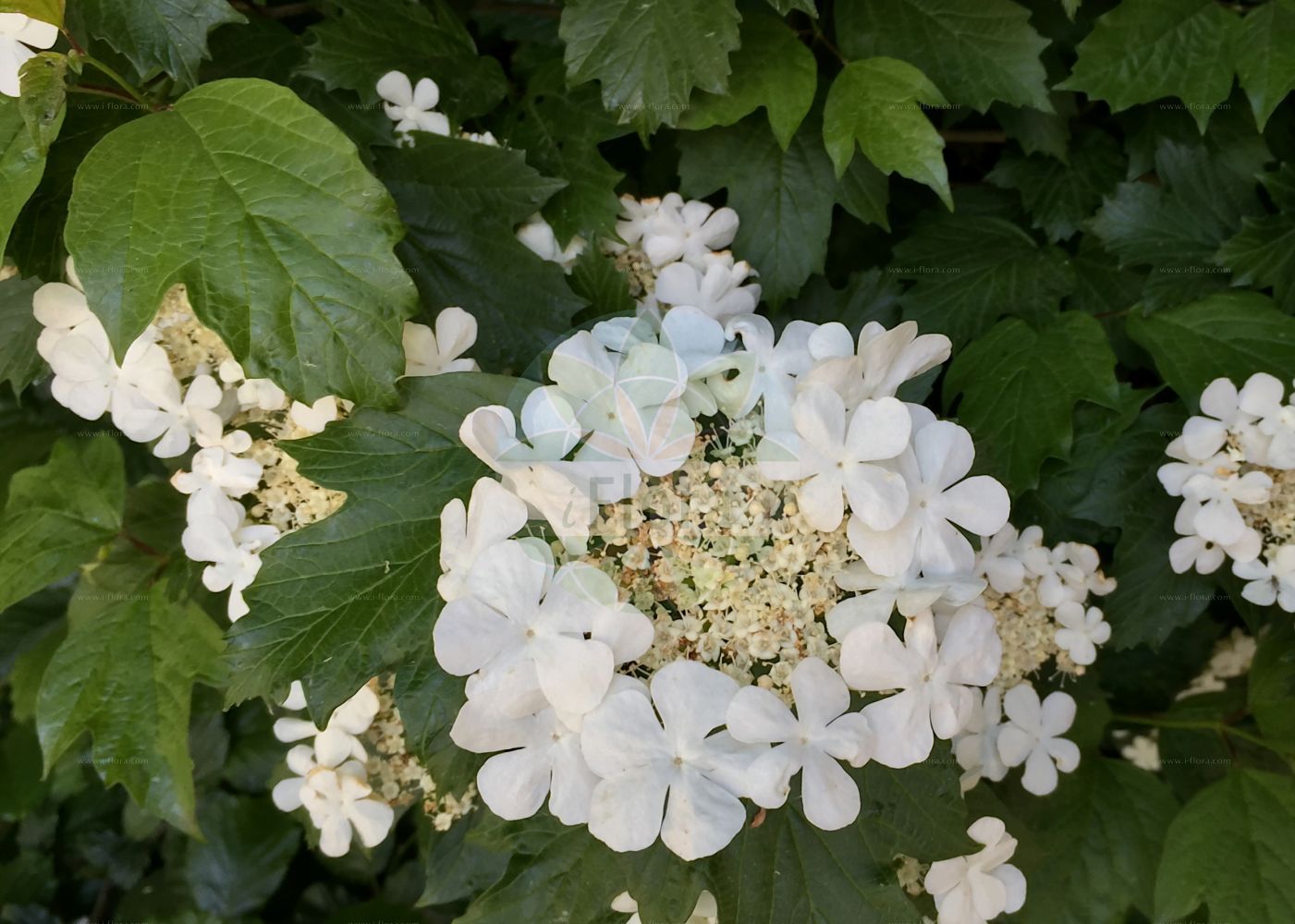 Viburnum opulus - Viburnaceae,Plantae,Pteridobiotina,Angiosperms,Dipsacales,Viburnaceae,Viburnum,Viburnum opulus,Opulus edulis, Opulus glandulosa, Opulus oxycoccos, Opulus palustris, Opulus vulgaris, Viburnum americanum, Viburnum glandulosum, Viburnum lobatum, Viburnum nanum, Viburnum opuloides, Viburnum opulus f. glabrifolium, Viburnum opulus subsp. americanum, Viburnum opulus subsp. opulus, Viburnum opulus subsp. trilobum, Viburnum opulus var. flavum, Viburnum opulus var. opulus, Viburnum opulus var. pimina, Viburnum opulus var. subintegrifolium, Viburnum opulus var. trilobum, Viburnum opulus var. vasicii, Viburnum oxycoccos, Viburnum oxycoccos var. eradiatum, Viburnum oxycoccos var. subintegrifolium, Viburnum palustre, Viburnum pinnina, Viburnum primina, Viburnum trilobum,Gewöhnlicher Schneeball;Gemeiner Schneeball;Wasser-Schneeball;Wasser-Holunder;Wilder Schneeball;guelder-rose;snowball tree;water elder;european cranberrybush;Boule de neige;Viorne obier;sureau d'eau;viorne aquatique;aubier;bois à quenouilles;caillebot;charcoulier;obier;viorne de Sargent;aspil;bola de nieve;bola de oro;güelde;membrera;mundillos;rodela;rosa de Gueldres;sauco de agua;saúco rodel;sauquillo;Oppio;Palle di neve;ballon di neve;sambuco acquatico;pallone di neve;sambuco rosso;guelderse roos;gelderse roos;bola-de-neve;noveleiro;rosa-de-Gueldres;viburno;калина обыкновенная;калина Саржента;gilaburu;butinë;aliguer;bola de neu;mató de monja;matoner;saúc d'agua;saúc doble;obična udikovina;olvon;snöbollsbuske;kvalkved;snebolletræ;kalina koralowa;kamboku;カンボク;brogovita;kányabangita;kalina obecná;kalina obyčajná;калина звичайна;червена калина;harilik lodjapuu;parastā irbene;krossved;koiranheisi;црвена удика;paprastasis putinas;jī shù tiáo;鸡树条