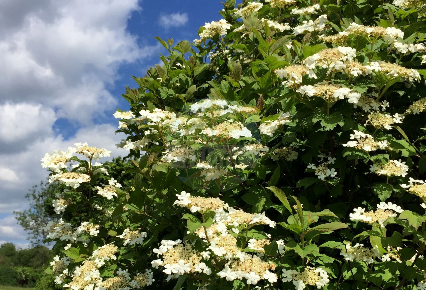 Viburnum opulus - Viburnaceae,Plantae,Pteridobiotina,Angiosperms,Dipsacales,Viburnaceae,Viburnum,Viburnum opulus,Opulus edulis, Opulus glandulosa, Opulus oxycoccos, Opulus palustris, Opulus vulgaris, Viburnum americanum, Viburnum glandulosum, Viburnum lobatum, Viburnum nanum, Viburnum opuloides, Viburnum opulus f. glabrifolium, Viburnum opulus subsp. americanum, Viburnum opulus subsp. opulus, Viburnum opulus subsp. trilobum, Viburnum opulus var. flavum, Viburnum opulus var. opulus, Viburnum opulus var. pimina, Viburnum opulus var. subintegrifolium, Viburnum opulus var. trilobum, Viburnum opulus var. vasicii, Viburnum oxycoccos, Viburnum oxycoccos var. eradiatum, Viburnum oxycoccos var. subintegrifolium, Viburnum palustre, Viburnum pinnina, Viburnum primina, Viburnum trilobum,Gewöhnlicher Schneeball;Gemeiner Schneeball;Wasser-Schneeball;Wasser-Holunder;Wilder Schneeball;guelder-rose;snowball tree;water elder;european cranberrybush;Boule de neige;Viorne obier;sureau d'eau;viorne aquatique;aubier;bois à quenouilles;caillebot;charcoulier;obier;viorne de Sargent;aspil;bola de nieve;bola de oro;güelde;membrera;mundillos;rodela;rosa de Gueldres;sauco de agua;saúco rodel;sauquillo;Oppio;Palle di neve;ballon di neve;sambuco acquatico;pallone di neve;sambuco rosso;guelderse roos;gelderse roos;bola-de-neve;noveleiro;rosa-de-Gueldres;viburno;калина обыкновенная;калина Саржента;gilaburu;butinë;aliguer;bola de neu;mató de monja;matoner;saúc d'agua;saúc doble;obična udikovina;olvon;snöbollsbuske;kvalkved;snebolletræ;kalina koralowa;kamboku;カンボク;brogovita;kányabangita;kalina obecná;kalina obyčajná;калина звичайна;червена калина;harilik lodjapuu;parastā irbene;krossved;koiranheisi;црвена удика;paprastasis putinas;jī shù tiáo;鸡树条