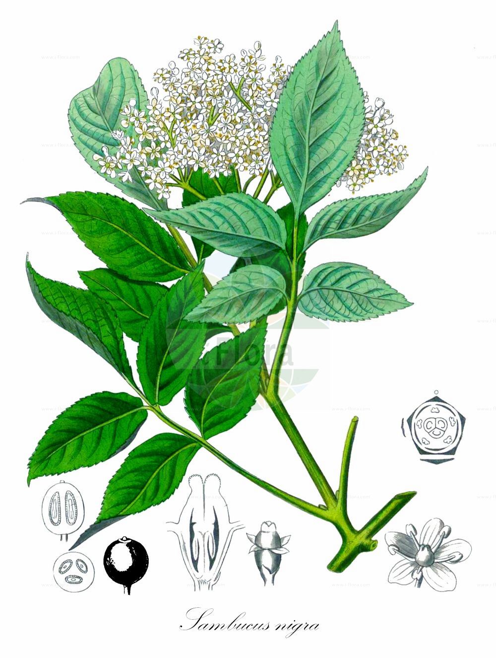Sambucus nigra - Viburnaceae,Plantae,Pteridobiotina,Angiosperms,Dipsacales,Viburnaceae,Sambucus,Sambucus nigra,Sambucus alba, Sambucus aurea, Sambucus columnaris, Sambucus dissecta, Sambucus elegans, Sambucus graveolens, Sambucus hirta, Sambucus laciniata, Sambucus leucocarpa, Sambucus lucida, Sambucus monstrosa, Sambucus nigra f. pendula, Sambucus nigra subsp. nigra, Sambucus pulverulenta, Sambucus pyramidata, Sambucus virescens, Sambucus vulgaris,Schwarzer Holunder;elder;black elder;bore tree;bour tree;common elder;black elderberry;european black elderberry;Grand sureau;Sureau noir;arbre de Judas;haut bois;sambuce;saou;seuillet;seuillon;seus;sus;suseau;susier;sauco comun;sauco común;cañilero;flauta;sabuco;sabuquero;samuquero;saúco;saúco común;saúco mayor;saúco negro;sauqué;Sambuco comune;Sambuco nero;beemd-vossestaart;gewoone vlier;gewone vlier;sabugueiro;camineiro;candelheiro;flor-de-sabugueiro;galacrista;galavista;rosa-de-bem-fazer;sabugo;sabugueiro-negro;sabugueiro-preto;бузина чёрная;ağaç mürver;shtog;shtogu;benabre;bonarbre;menabre;sabuquer;sahuqué;saüc;saüc ver;saül;saüquer;crna bazga;fläder;almindelig hyld;bez czarny;dziki bez czarny;črni bezeg;fekete bodza;bez černý;soc;baza čierna;бузина чорна;свирчовина;черен бъз;must leeder;melnais plūškoks;svarthyll;mustaselja;sambuk shachor;סַמְבּוּק שָׁחֹר;juoduogis šeivamedis;κουφοξυλιά