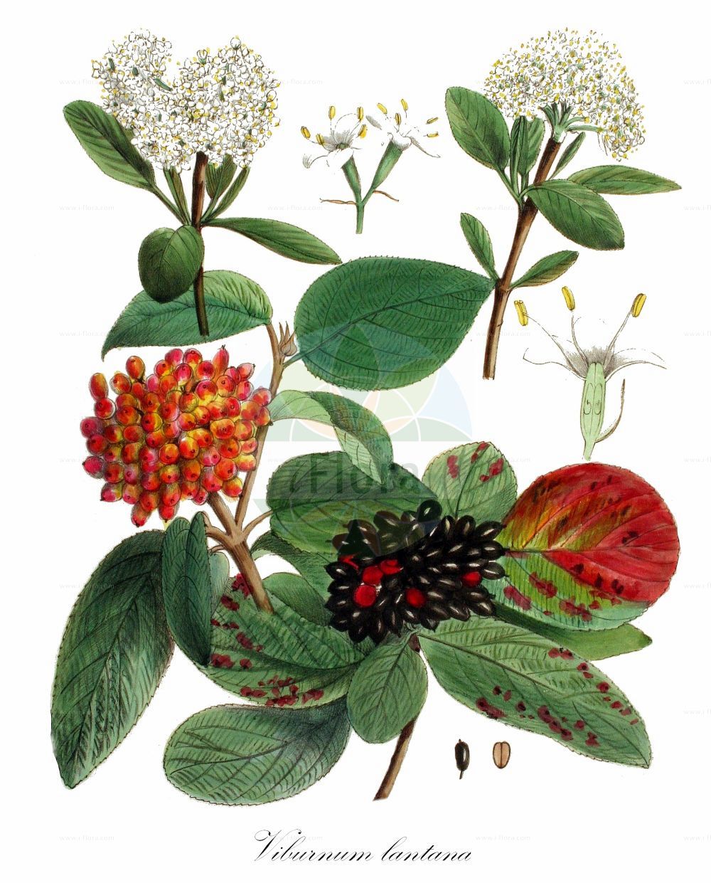 Viburnum lantana - Viburnaceae,Plantae,Pteridobiotina,Angiosperms,Dipsacales,Viburnaceae,Viburnum,Viburnum lantana,Viburnum aragonense, Viburnum farinosum, Viburnum lantana var. europaeum, Viburnum maculatum, Viburnum tomentosum,Wolliger Schneeball;Schlingen-Schneeball;wayfaring-tree;mealy guelder rose;Mancienne;Viorne lantane;viorne flexible;auborne;barbaris;bardeau;cochère;crève-chien;lantane;mancine;mantiane;oreilles de lapin;viburno comune;viburno común;barbadejo;barbatilla;betalaina;burrionera;cabritilla;carajula;copos de nieve;flor de bandera;lantana;marmaratilla;matagente;mentironera;morrionera;palo bruja;petichaina;pierno;revienta-gallinas;tintilaína;ventilaína;viburno;Viburno lantana;viorno;antana;lantana;lentaggine;metallo;vavorna;viborno;viorna;basterd-klaver;wollige sneeuwbal;горд;гордовик;гордовина цельнолистная;гордовое дерево;калина гордовина;калина чёрная;germeşe;butinë;barbadell;cantellatge;tortellatge;vunasta udikovina;kalina hordowina;dobrovita;ostormén bangita;kalina tušalaj;darmoz;kalina siripútková;калина цілолиста;упът;черна калина;калина;шибика;шибиковина
